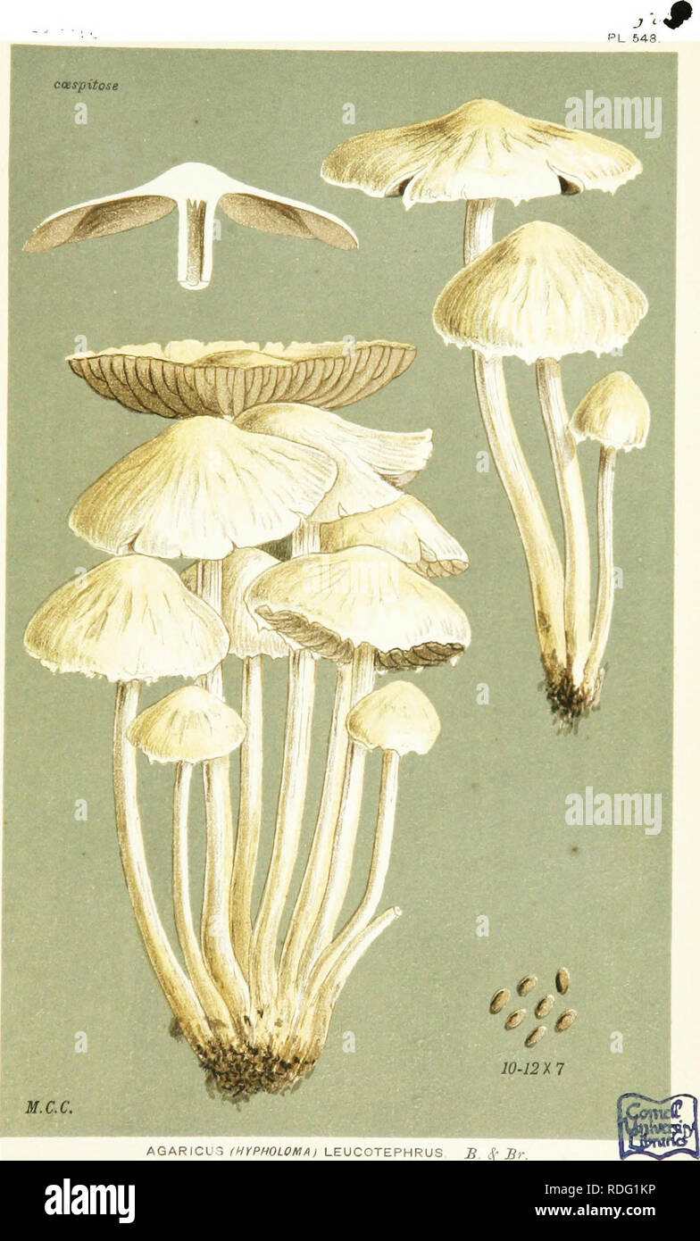 . Illustrations of British Fungi (Hymenomycetes) to serve as an atlas to the &quot;Handbook of British fungi&quot;. Fungi; Botany. AGARICUS (HfPHOLOM/fl LEUCOTEPHRUS B. 4' By. at base of stumps. Batheaston. Sept. 21, 1884.. Please note that these images are extracted from scanned page images that may have been digitally enhanced for readability - coloration and appearance of these illustrations may not perfectly resemble the original work.. Cooke, M. C. (Mordecai Cubitt), b. 1825; Cooke, M. C. (Mordecai Cubitt), b. 1825. Handbook of British fungi. London, Williams and Norgate Stock Photo