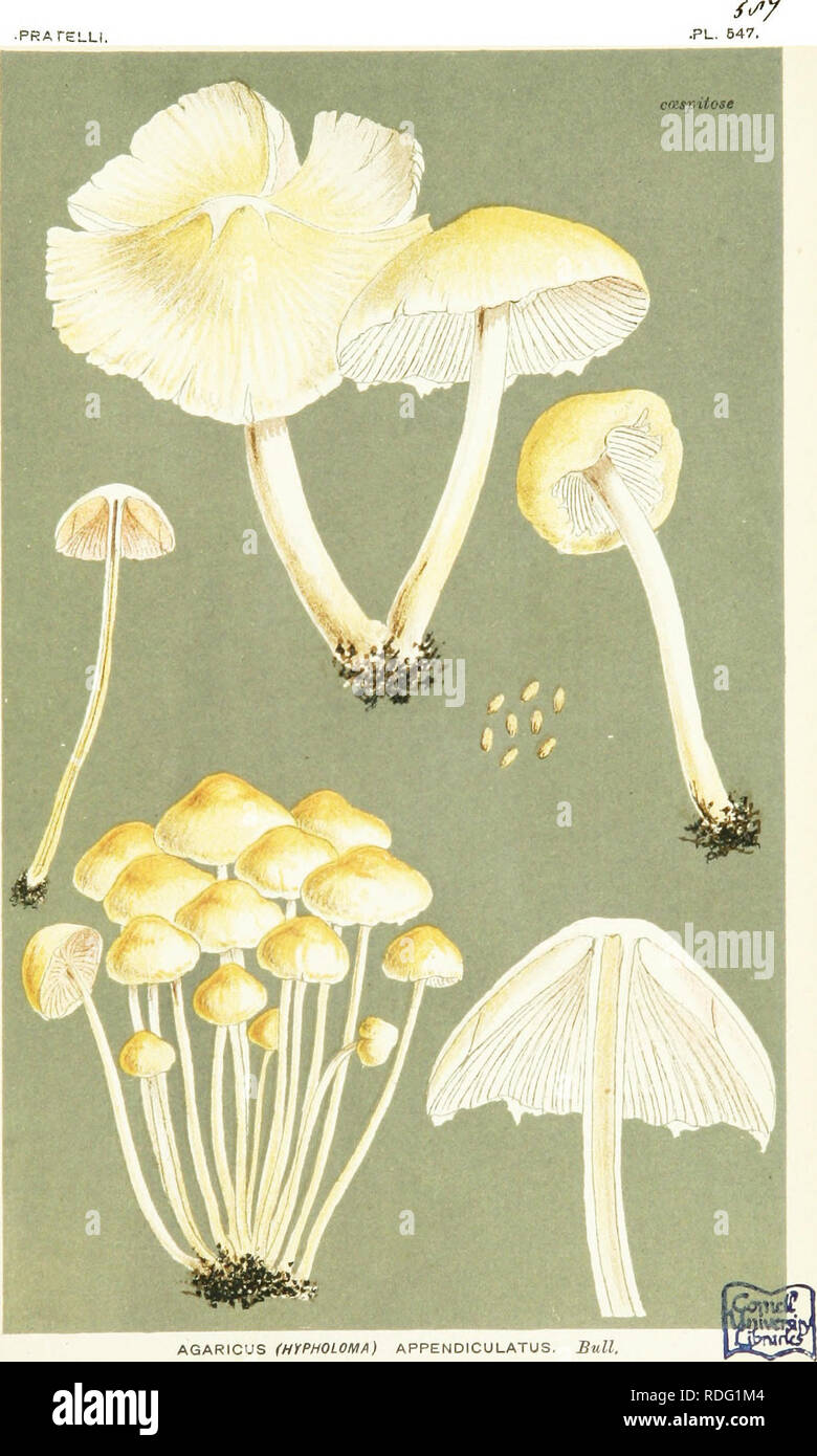 . Illustrations of British Fungi (Hymenomycetes) to serve as an atlas to the &quot;Handbook of British fungi&quot;. Fungi; Botany. â pRAreLLi.. AGARICUS (HfPHOLOMA) APPENDICULATUS. Sull, on buried stumps. Chingford. Oct. 1883.. Please note that these images are extracted from scanned page images that may have been digitally enhanced for readability - coloration and appearance of these illustrations may not perfectly resemble the original work.. Cooke, M. C. (Mordecai Cubitt), b. 1825; Cooke, M. C. (Mordecai Cubitt), b. 1825. Handbook of British fungi. London, Williams and Norgate Stock Photo