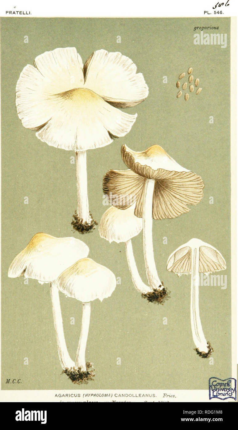 . Illustrations of British Fungi (Hymenomycetes) to serve as an atlas to the &quot;Handbook of British fungi&quot;. Fungi; Botany. PRATELLI.. AGARICUS (HrPHOLOMA) CANOOLLEANUS. Frif-S. in grassy placet, INeasden. iSept. 1882.. Please note that these images are extracted from scanned page images that may have been digitally enhanced for readability - coloration and appearance of these illustrations may not perfectly resemble the original work.. Cooke, M. C. (Mordecai Cubitt), b. 1825; Cooke, M. C. (Mordecai Cubitt), b. 1825. Handbook of British fungi. London, Williams and Norgate Stock Photo
