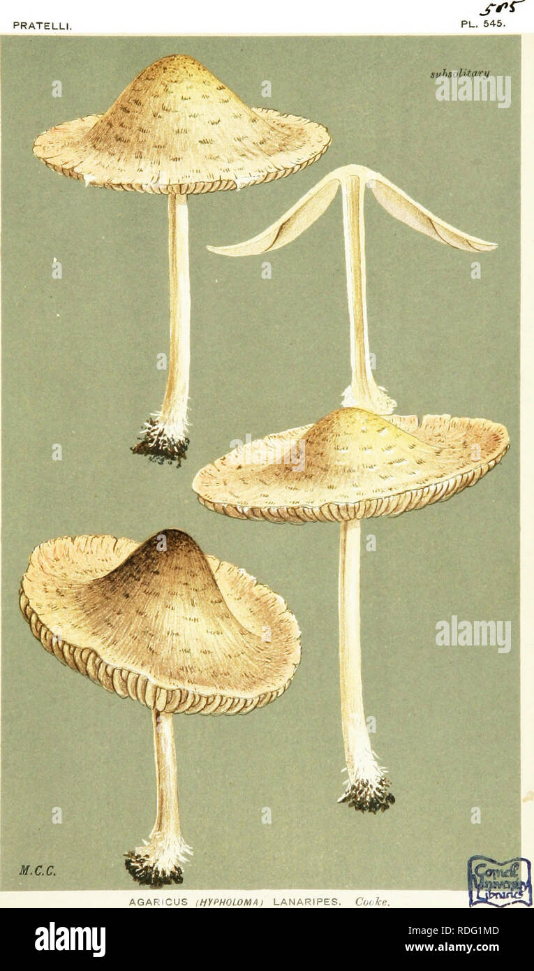. Illustrations of British Fungi (Hymenomycetes) to serve as an atlas to the &quot;Handbook of British fungi&quot;. Fungi; Botany. PRATELLI.. M.C.C. AGARICUS {HVf'HOLOMAt LANARIPES. Cooke. on soil ill conservatories. Sighgate, 1862.. Please note that these images are extracted from scanned page images that may have been digitally enhanced for readability - coloration and appearance of these illustrations may not perfectly resemble the original work.. Cooke, M. C. (Mordecai Cubitt), b. 1825; Cooke, M. C. (Mordecai Cubitt), b. 1825. Handbook of British fungi. London, Williams and Norgate Stock Photo