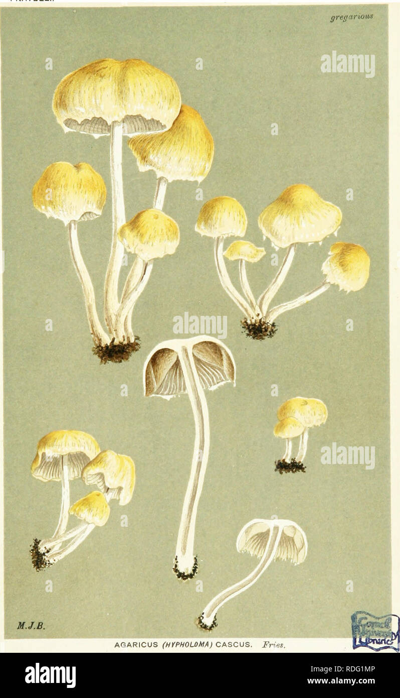. Illustrations of British Fungi (Hymenomycetes) to serve as an atlas to the &quot;Handbook of British fungi&quot;. Fungi; Botany. PL. 544-.. AGARICUS (nrPHOLOMA) CASCUS. Fries. in grassy places. Margate^ etc. Please note that these images are extracted from scanned page images that may have been digitally enhanced for readability - coloration and appearance of these illustrations may not perfectly resemble the original work.. Cooke, M. C. (Mordecai Cubitt), b. 1825; Cooke, M. C. (Mordecai Cubitt), b. 1825. Handbook of British fungi. London, Williams and Norgate Stock Photo