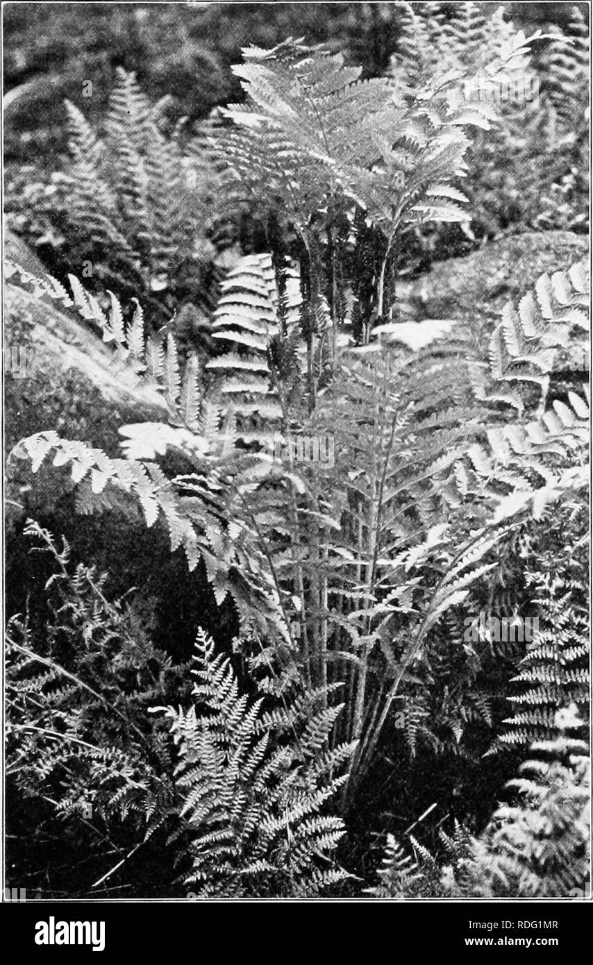 . Heredity and evolution in plants. Heredity; Plants. LIPE HISTORY OF A FERN 13. Fig. 15.—Clayton's fern {Osmunda Claytoniana), showing sporophylls in the center, surrounded by foliage leaves.. Please note that these images are extracted from scanned page images that may have been digitally enhanced for readability - coloration and appearance of these illustrations may not perfectly resemble the original work.. Gager, C. Stuart (Charles Stuart), 1872-1943. Philadelphia, P. Blakiston's Son &amp; Co. Stock Photo