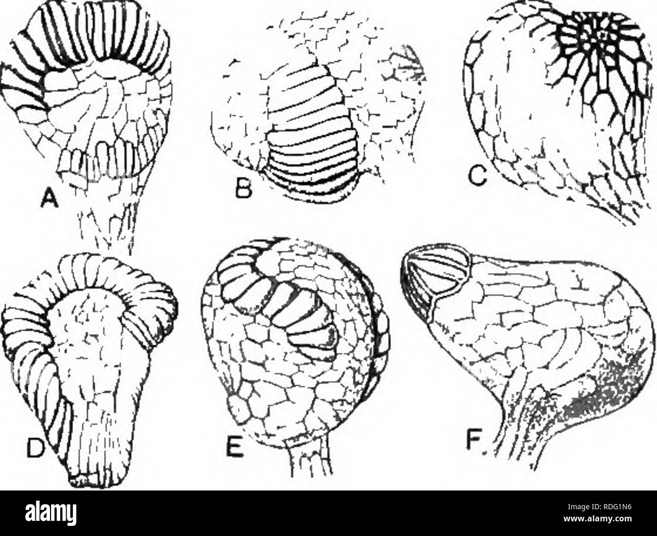 . Heredity and evolution in plants. Heredity; Plants. LIFE HISTORY OF A FERN II always possess some form of annulus. As the sporangia mature the spore-case itself becomes differentiated into two distinct kinds of tissue, namely, vegetative tissue on the outside, forming the wall and reproductive tissue within, from which the spores are developed. 7. Niunber of Spores.^The number of spores pro- duced by a vigorous fern is a great revelation to one who has never given such matters. careful thought. Pro-. FiG. 13.âTypes of fern sporangia. A, Loxsoma CunninghaiAl; E, Gleichenia circinata; C, Todea Stock Photo