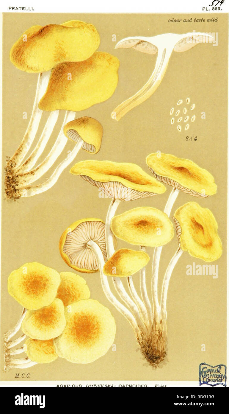 . Illustrations of British Fungi (Hymenomycetes) to serve as an atlas to the &quot;Handbook of British fungi&quot;. Fungi; Botany. PRATELLI. AGARICUS [HiPHOLOMA) CAPNOIDES. MrieS. on stv/mps. Arboretum, Kew. Nov, 1880.. Please note that these images are extracted from scanned page images that may have been digitally enhanced for readability - coloration and appearance of these illustrations may not perfectly resemble the original work.. Cooke, M. C. (Mordecai Cubitt), b. 1825; Cooke, M. C. (Mordecai Cubitt), b. 1825. Handbook of British fungi. London, Williams and Norgate Stock Photo