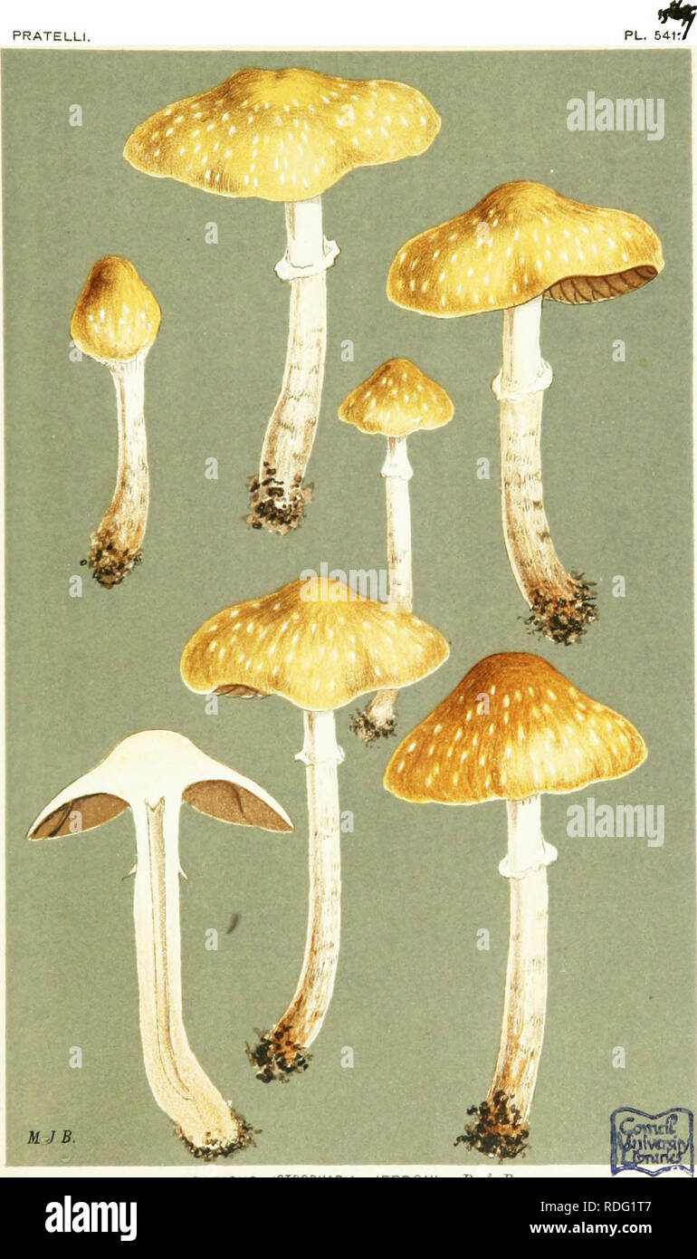 . Illustrations of British Fungi (Hymenomycetes) to serve as an atlas to the &quot;Handbook of British fungi&quot;. Fungi; Botany. PRATELLI. MJB. AGARiCUS iSTROPHAfilAt JERDuUI, H. ^ jU, on rhip.1. Mvssburnford. Nov. 1860,. Please note that these images are extracted from scanned page images that may have been digitally enhanced for readability - coloration and appearance of these illustrations may not perfectly resemble the original work.. Cooke, M. C. (Mordecai Cubitt), b. 1825; Cooke, M. C. (Mordecai Cubitt), b. 1825. Handbook of British fungi. London, Williams and Norgate Stock Photo