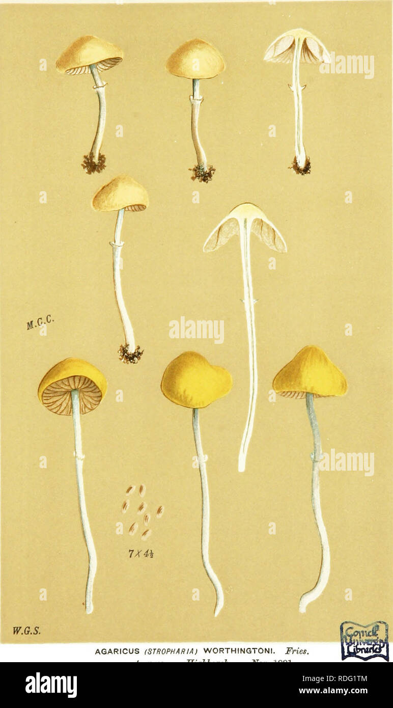 . Illustrations of British Fungi (Hymenomycetes) to serve as an atlas to the &quot;Handbook of British fungi&quot;. Fungi; Botany. /*^ PRATE LLI. PL. 566.. AGARICUS fSTROPHARIA) WORTHINGTONI. Fries, amonrjst grass. Mighheach, Nov. 1881.. Please note that these images are extracted from scanned page images that may have been digitally enhanced for readability - coloration and appearance of these illustrations may not perfectly resemble the original work.. Cooke, M. C. (Mordecai Cubitt), b. 1825; Cooke, M. C. (Mordecai Cubitt), b. 1825. Handbook of British fungi. London, Williams and Norgate Stock Photo