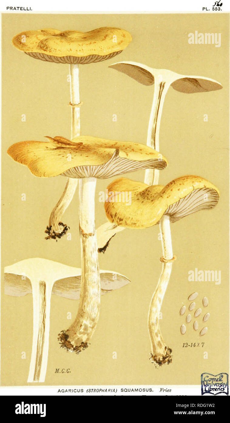 . Illustrations of British Fungi (Hymenomycetes) to serve as an atlas to the &quot;Handbook of British fungi&quot;. Fungi; Botany. PRATELLI.. AGARICUS (STDOPHARIA) SQUAMOSUS. Fries amongst chips, Sfe. Queen's Cottage, Kew. Oct. 1882.. Please note that these images are extracted from scanned page images that may have been digitally enhanced for readability - coloration and appearance of these illustrations may not perfectly resemble the original work.. Cooke, M. C. (Mordecai Cubitt), b. 1825; Cooke, M. C. (Mordecai Cubitt), b. 1825. Handbook of British fungi. London, Williams and Norgate Stock Photo