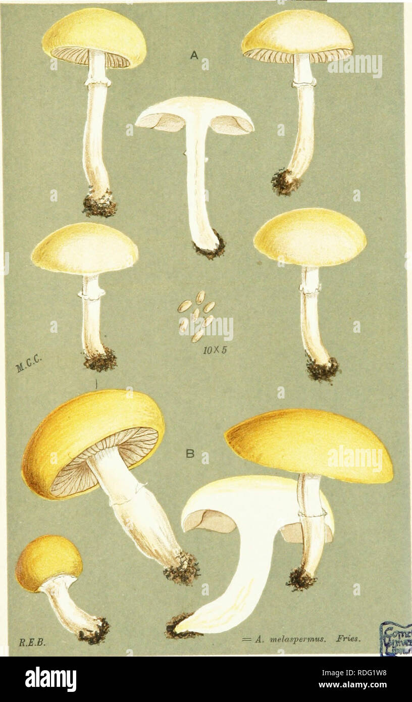 . Illustrations of British Fungi (Hymenomycetes) to serve as an atlas to the &quot;Handbook of British fungi&quot;. Fungi; Botany. 0* PRATELLI. PL. 535.. AGARICUS (STROPHAflU^) CORONILLUS. £uU. (A) Coventry. Sept. 1884. (BJ Penzance. Sept. 1882. m. Please note that these images are extracted from scanned page images that may have been digitally enhanced for readability - coloration and appearance of these illustrations may not perfectly resemble the original work.. Cooke, M. C. (Mordecai Cubitt), b. 1825; Cooke, M. C. (Mordecai Cubitt), b. 1825. Handbook of British fungi. London, Williams and  Stock Photo