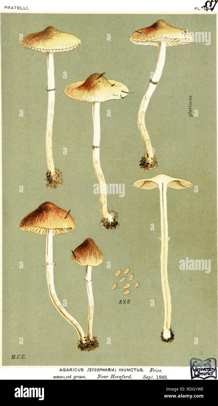 . Illustrations of British Fungi (Hymenomycetes) to serve as an atlas to the &quot;Handbook of British fungi&quot;. Fungi; Botany. PRATELLI. AGARICUS (STROPHAHIA) INUNCTUS. Fries, amongst grass. Near Hereford. Sept. 1883.. Please note that these images are extracted from scanned page images that may have been digitally enhanced for readability - coloration and appearance of these illustrations may not perfectly resemble the original work.. Cooke, M. C. (Mordecai Cubitt), b. 1825; Cooke, M. C. (Mordecai Cubitt), b. 1825. Handbook of British fungi. London, Williams and Norgate Stock Photo