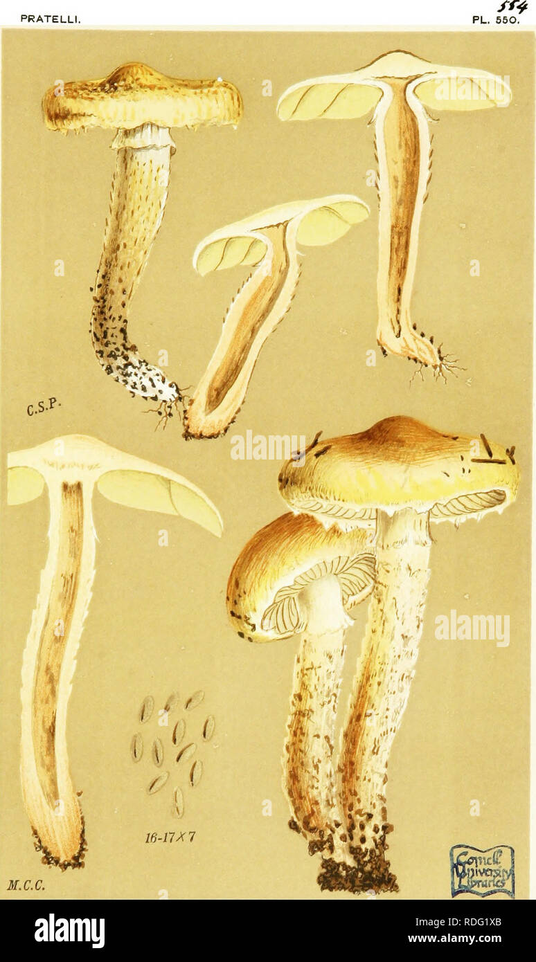. Illustrations of British Fungi (Hymenomycetes) to serve as an atlas to the &quot;Handbook of British fungi&quot;. Fungi; Botany. PRATELLI. AGARICUS (STROPHARIA) PERCEVAU. B. S( Sf. on savichist. Northwmherland. Oct. 18?8.. Please note that these images are extracted from scanned page images that may have been digitally enhanced for readability - coloration and appearance of these illustrations may not perfectly resemble the original work.. Cooke, M. C. (Mordecai Cubitt), b. 1825; Cooke, M. C. (Mordecai Cubitt), b. 1825. Handbook of British fungi. London, Williams and Norgate Stock Photo