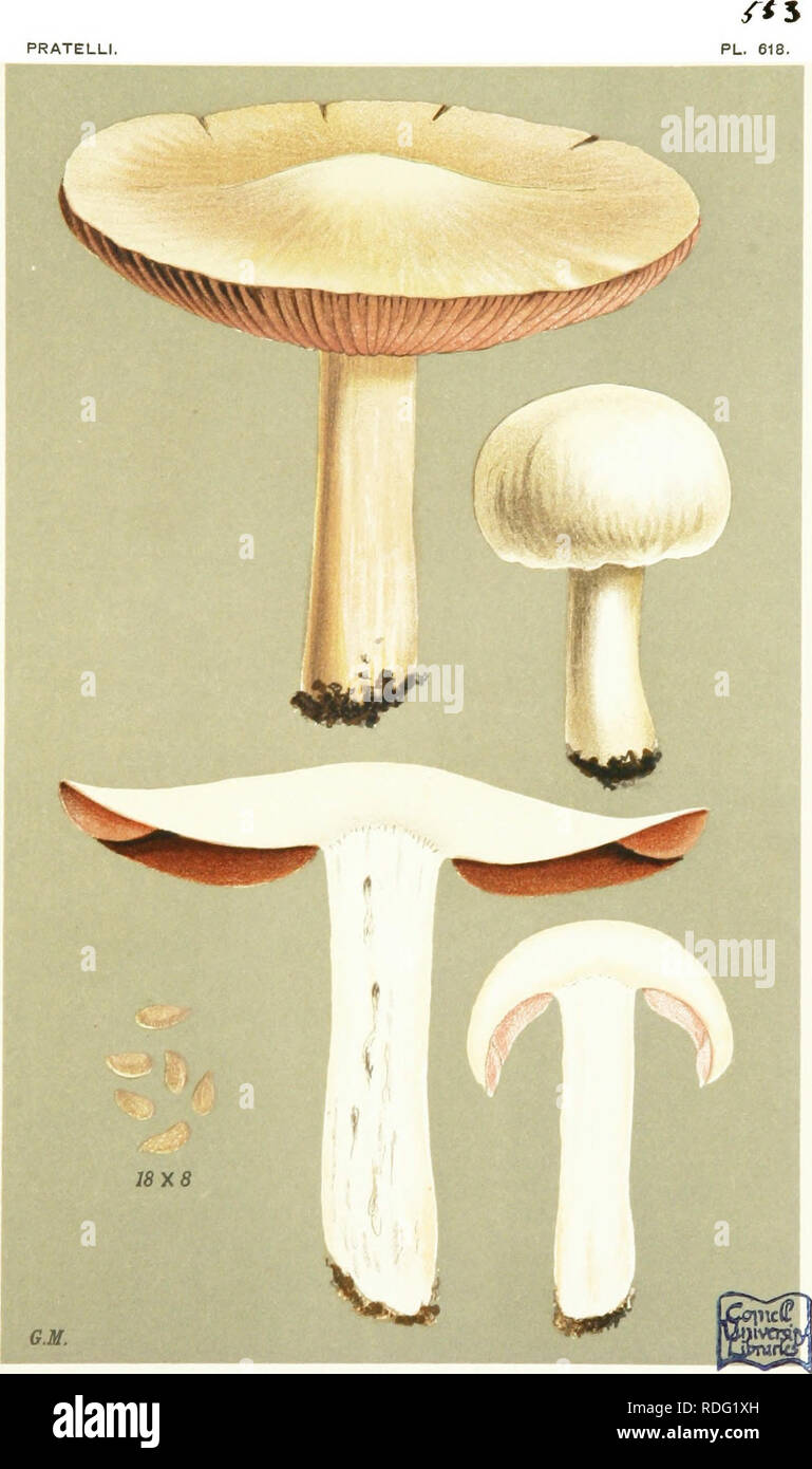 . Illustrations of British Fungi (Hymenomycetes) to serve as an atlas to the &quot;Handbook of British fungi&quot;. Fungi; Botany. PRATELLI. AGARICUS (PILOSACE) ALGERIENSIS. Fries, on grcmnd amongst ferns. Bearloro.' Aug., 1885.. Please note that these images are extracted from scanned page images that may have been digitally enhanced for readability - coloration and appearance of these illustrations may not perfectly resemble the original work.. Cooke, M. C. (Mordecai Cubitt), b. 1825; Cooke, M. C. (Mordecai Cubitt), b. 1825. Handbook of British fungi. London, Williams and Norgate Stock Photo