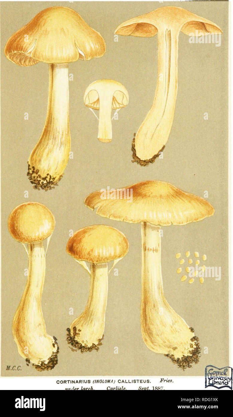 . Illustrations of British Fungi (Hymenomycetes) to serve as an atlas to the &quot;Handbook of British fungi&quot;. Fungi; Botany. ly^ PL, 864.. CORTINARIUS (INOLOHA) CALLISTEUS. Fries, under larch. CarUtle. Sept. 1887.. Please note that these images are extracted from scanned page images that may have been digitally enhanced for readability - coloration and appearance of these illustrations may not perfectly resemble the original work.. Cooke, M. C. (Mordecai Cubitt), b. 1825; Cooke, M. C. (Mordecai Cubitt), b. 1825. Handbook of British fungi. London, Williams and Norgate Stock Photo