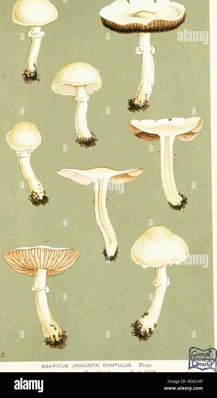 . Illustrations of British Fungi (Hymenomycetes) to serve as an atlas to the &quot;Handbook of British fungi&quot;. Fungi; Botany. M.C.C.. AGARICUS (PSALUOTA) COMTULUS. Fries. mongst grass. Ketu Oard&amp;iu. Sept. 1882.. Please note that these images are extracted from scanned page images that may have been digitally enhanced for readability - coloration and appearance of these illustrations may not perfectly resemble the original work.. Cooke, M. C. (Mordecai Cubitt), b. 1825; Cooke, M. C. (Mordecai Cubitt), b. 1825. Handbook of British fungi. London, Williams and Norgate Stock Photo