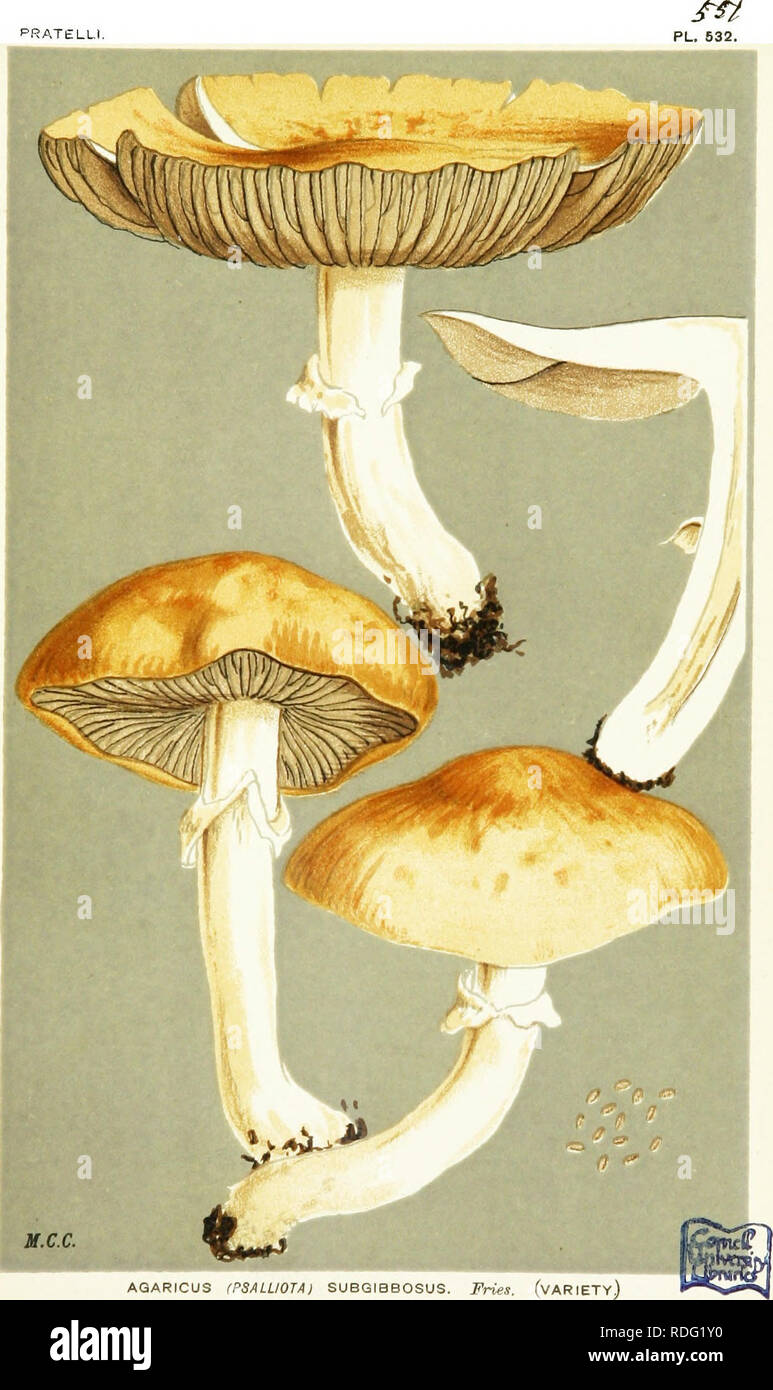 . Illustrations of British Fungi (Hymenomycetes) to serve as an atlas to the &quot;Handbook of British fungi&quot;. Fungi; Botany. M.C.C. AQARICUS (PSALUOTAj SUBGIBBOSUS. Fries. (vARIETy) amongst grass. Pleasure Grounds, Kew. Sept. 1884.. Please note that these images are extracted from scanned page images that may have been digitally enhanced for readability - coloration and appearance of these illustrations may not perfectly resemble the original work.. Cooke, M. C. (Mordecai Cubitt), b. 1825; Cooke, M. C. (Mordecai Cubitt), b. 1825. Handbook of British fungi. London, Williams and Norgate Stock Photo