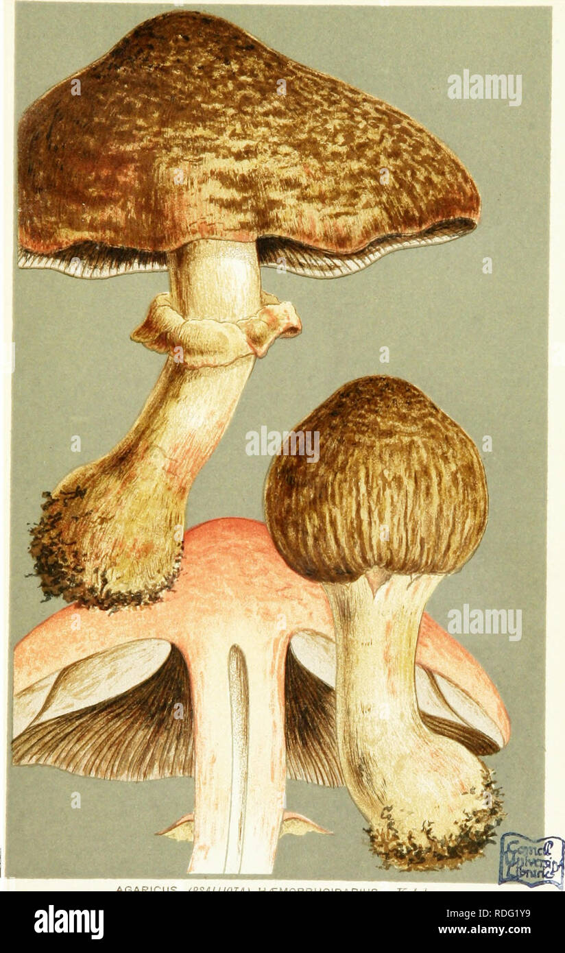 . Illustrations of British Fungi (Hymenomycetes) to serve as an atlas to the &quot;Handbook of British fungi&quot;. Fungi; Botany. PRATE LUr. J^^. AGARICUS (PSALLIOJA) H/EMORRHOIDARIUS. Xuic under trees. near Sereford. Oct. 1881.. Please note that these images are extracted from scanned page images that may have been digitally enhanced for readability - coloration and appearance of these illustrations may not perfectly resemble the original work.. Cooke, M. C. (Mordecai Cubitt), b. 1825; Cooke, M. C. (Mordecai Cubitt), b. 1825. Handbook of British fungi. London, Williams and Norgate Stock Photo