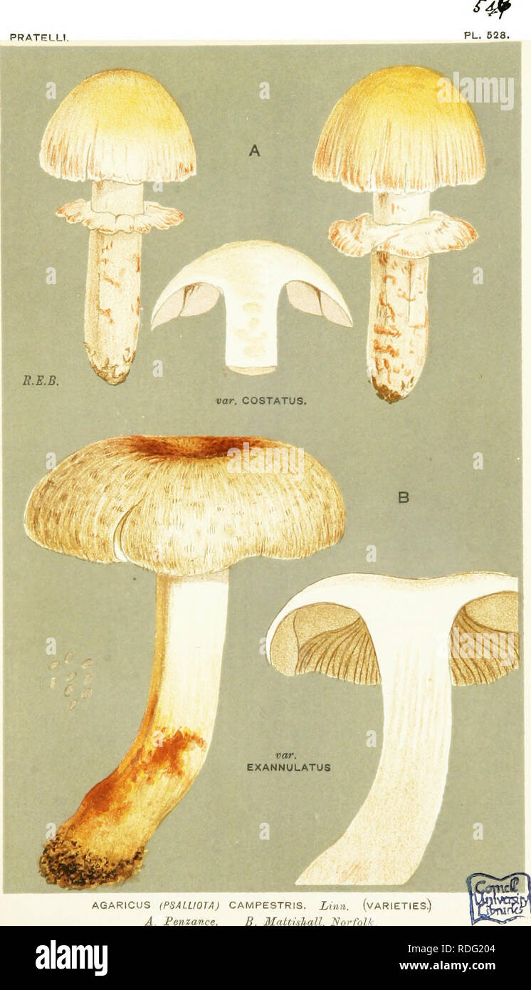 . Illustrations of British Fungi (Hymenomycetes) to serve as an atlas to the &quot;Handbook of British fungi&quot;. Fungi; Botany. PRATfSLLI.. AGARICUS (PHALUOIA) CAMPESTRIS. Linn. (VARIETIES.) A. Penzance. B. Mattiihall, JHoffolk.. Please note that these images are extracted from scanned page images that may have been digitally enhanced for readability - coloration and appearance of these illustrations may not perfectly resemble the original work.. Cooke, M. C. (Mordecai Cubitt), b. 1825; Cooke, M. C. (Mordecai Cubitt), b. 1825. Handbook of British fungi. London, Williams and Norgate Stock Photo
