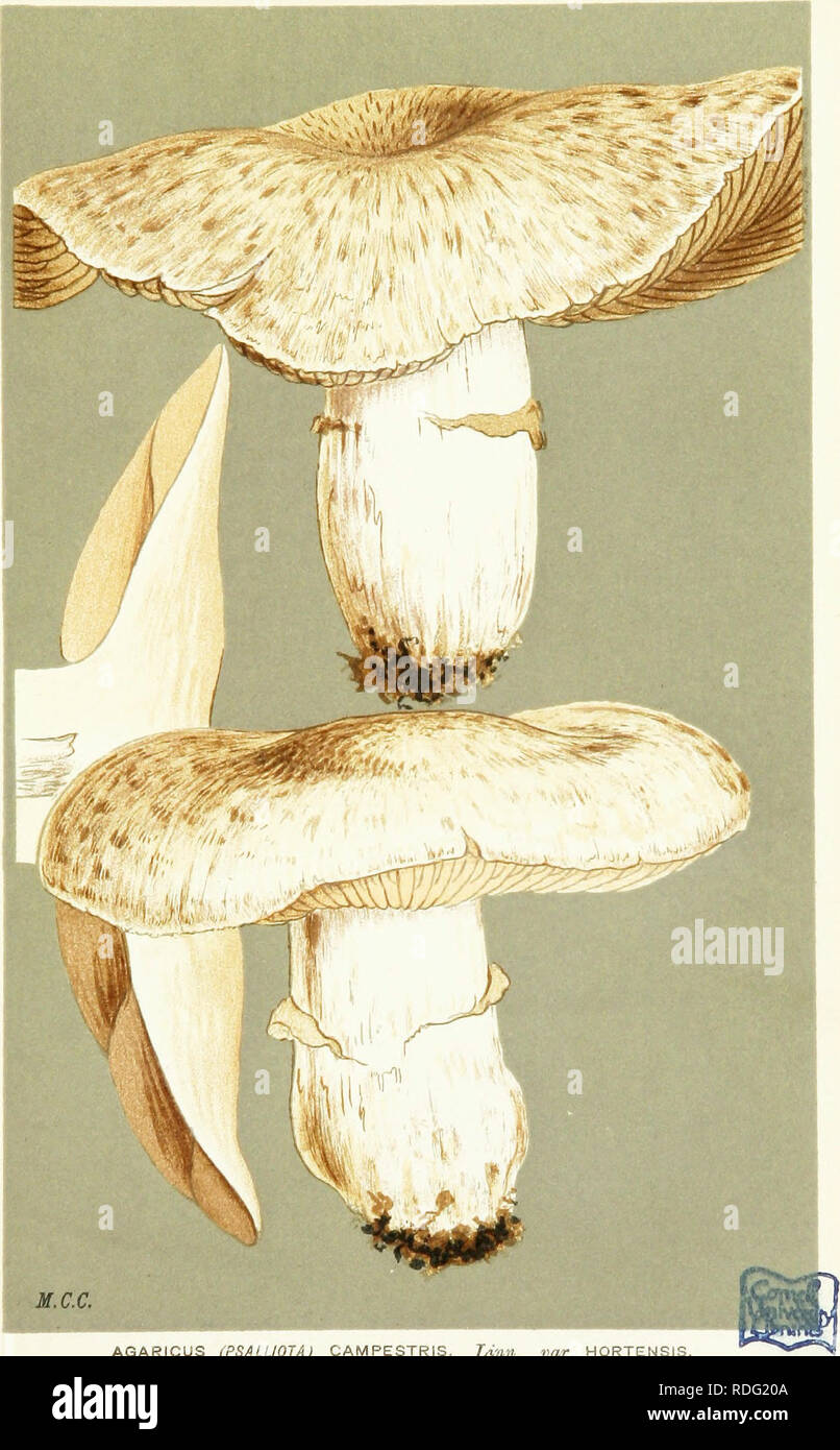 . Illustrations of British Fungi (Hymenomycetes) to serve as an atlas to the &quot;Handbook of British fungi&quot;. Fungi; Botany. A^ PRATELLI. PL. 527.. AGARICUS (PSALUOTA) CAMPESTRIS, Linn. var. HORTENSIS. cultivated variety.. Please note that these images are extracted from scanned page images that may have been digitally enhanced for readability - coloration and appearance of these illustrations may not perfectly resemble the original work.. Cooke, M. C. (Mordecai Cubitt), b. 1825; Cooke, M. C. (Mordecai Cubitt), b. 1825. Handbook of British fungi. London, Williams and Norgate Stock Photo