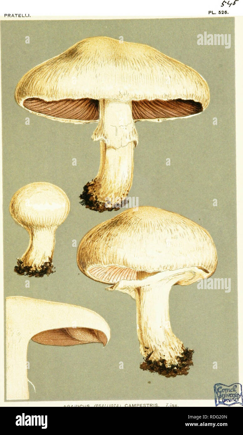 . Illustrations of British Fungi (Hymenomycetes) to serve as an atlas to the &quot;Handbook of British fungi&quot;. Fungi; Botany. PRATELLI. AGARICUS (PSALUOTAj CAMPESTRIS. Linn, in parks and pastures. Evert/where.. Please note that these images are extracted from scanned page images that may have been digitally enhanced for readability - coloration and appearance of these illustrations may not perfectly resemble the original work.. Cooke, M. C. (Mordecai Cubitt), b. 1825; Cooke, M. C. (Mordecai Cubitt), b. 1825. Handbook of British fungi. London, Williams and Norgate Stock Photo