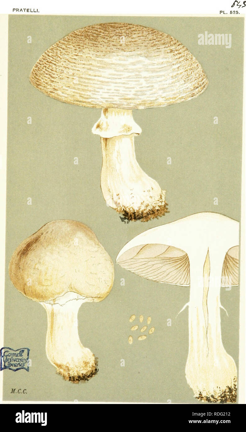. Illustrations of British Fungi (Hymenomycetes) to serve as an atlas to the &quot;Handbook of British fungi&quot;. Fungi; Botany. PRATELLI. AGARICUS (PSALUOTA) PRATENSIS, Schoif. amongst grass. Fulhorough, Sussex. Oct. 1874.. Please note that these images are extracted from scanned page images that may have been digitally enhanced for readability - coloration and appearance of these illustrations may not perfectly resemble the original work.. Cooke, M. C. (Mordecai Cubitt), b. 1825; Cooke, M. C. (Mordecai Cubitt), b. 1825. Handbook of British fungi. London, Williams and Norgate Stock Photo