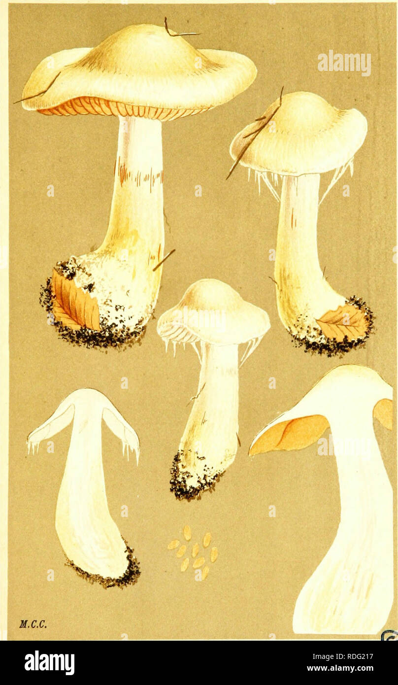 . Illustrations of British Fungi (Hymenomycetes) to serve as an atlas to the &quot;Handbook of British fungi&quot;. Fungi; Botany. 7V? PL, 747,. CORTINARIUS (iNOLOMA) ALBO-VIOLACEUS. Fries, amongst leaves. Highbeach, Epping, ^. Please note that these images are extracted from scanned page images that may have been digitally enhanced for readability - coloration and appearance of these illustrations may not perfectly resemble the original work.. Cooke, M. C. (Mordecai Cubitt), b. 1825; Cooke, M. C. (Mordecai Cubitt), b. 1825. Handbook of British fungi. London, Williams and Norgate Stock Photo