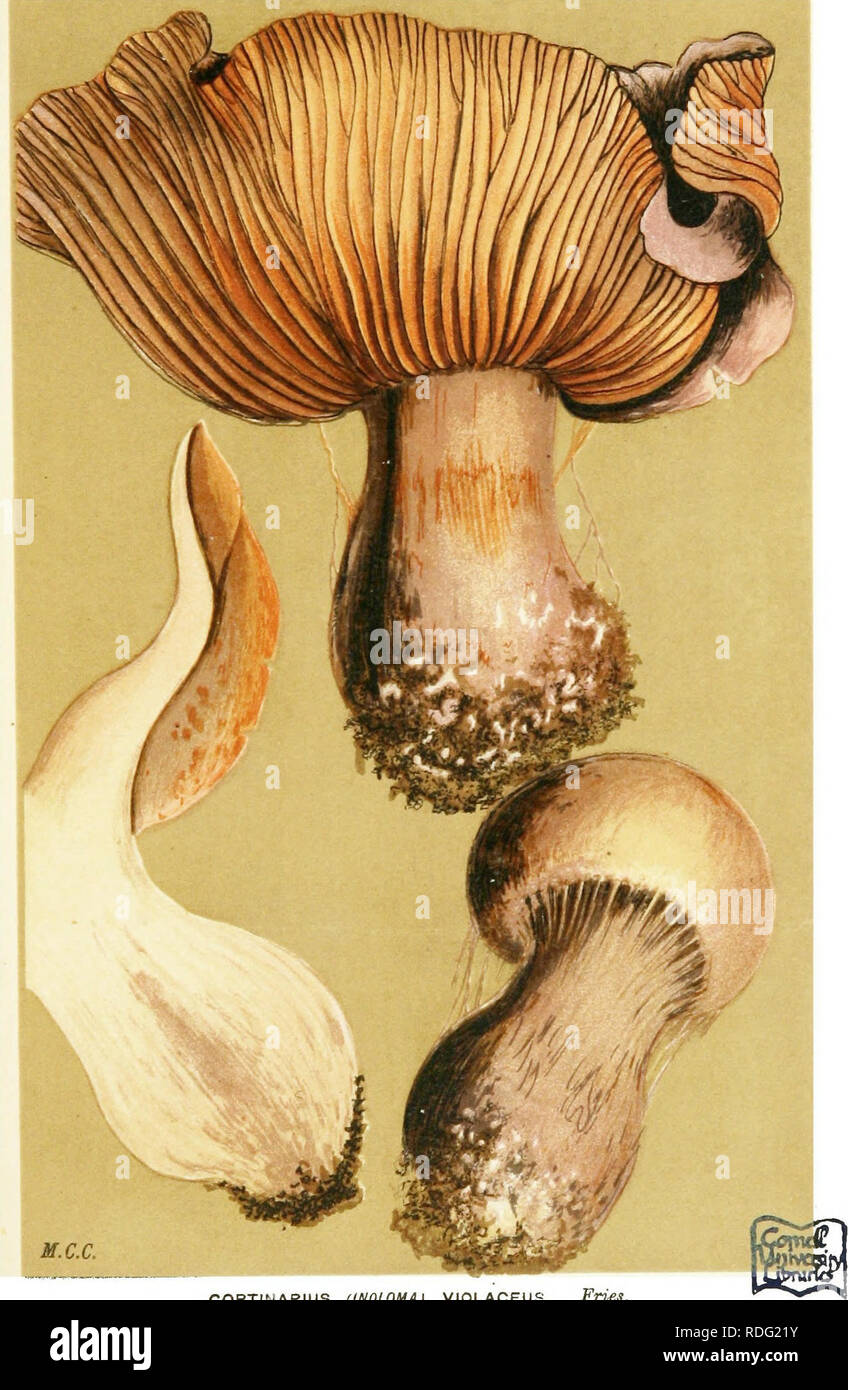 . Illustrations of British Fungi (Hymenomycetes) to serve as an atlas to the &quot;Handbook of British fungi&quot;. Fungi; Botany. 191 PL- 770. inodorout. ^. CORTINARIUS (INOLOMA) VIOUVCEUS. Fries. on the ground. Dinedor, 1881.. Please note that these images are extracted from scanned page images that may have been digitally enhanced for readability - coloration and appearance of these illustrations may not perfectly resemble the original work.. Cooke, M. C. (Mordecai Cubitt), b. 1825; Cooke, M. C. (Mordecai Cubitt), b. 1825. Handbook of British fungi. London, Williams and Norgate Stock Photo