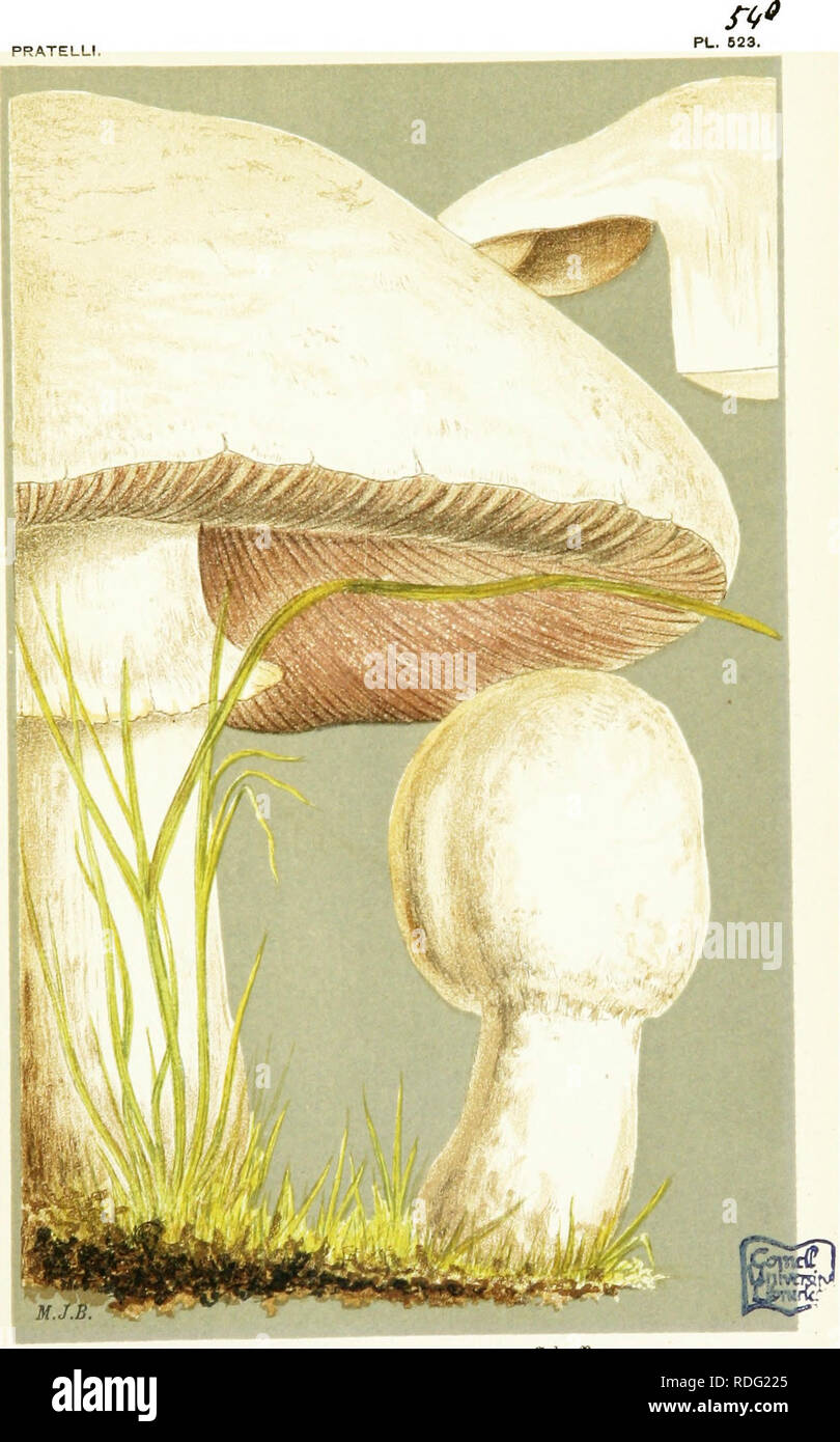 . Illustrations of British Fungi (Hymenomycetes) to serve as an atlas to the &quot;Handbook of British fungi&quot;. Fungi; Botany. PRATE LLI. AGARICUS (PSALUOTA) ARVENSIS. Schceff. in damp marshes. Northamptonshire.. Please note that these images are extracted from scanned page images that may have been digitally enhanced for readability - coloration and appearance of these illustrations may not perfectly resemble the original work.. Cooke, M. C. (Mordecai Cubitt), b. 1825; Cooke, M. C. (Mordecai Cubitt), b. 1825. Handbook of British fungi. London, Williams and Norgate Stock Photo