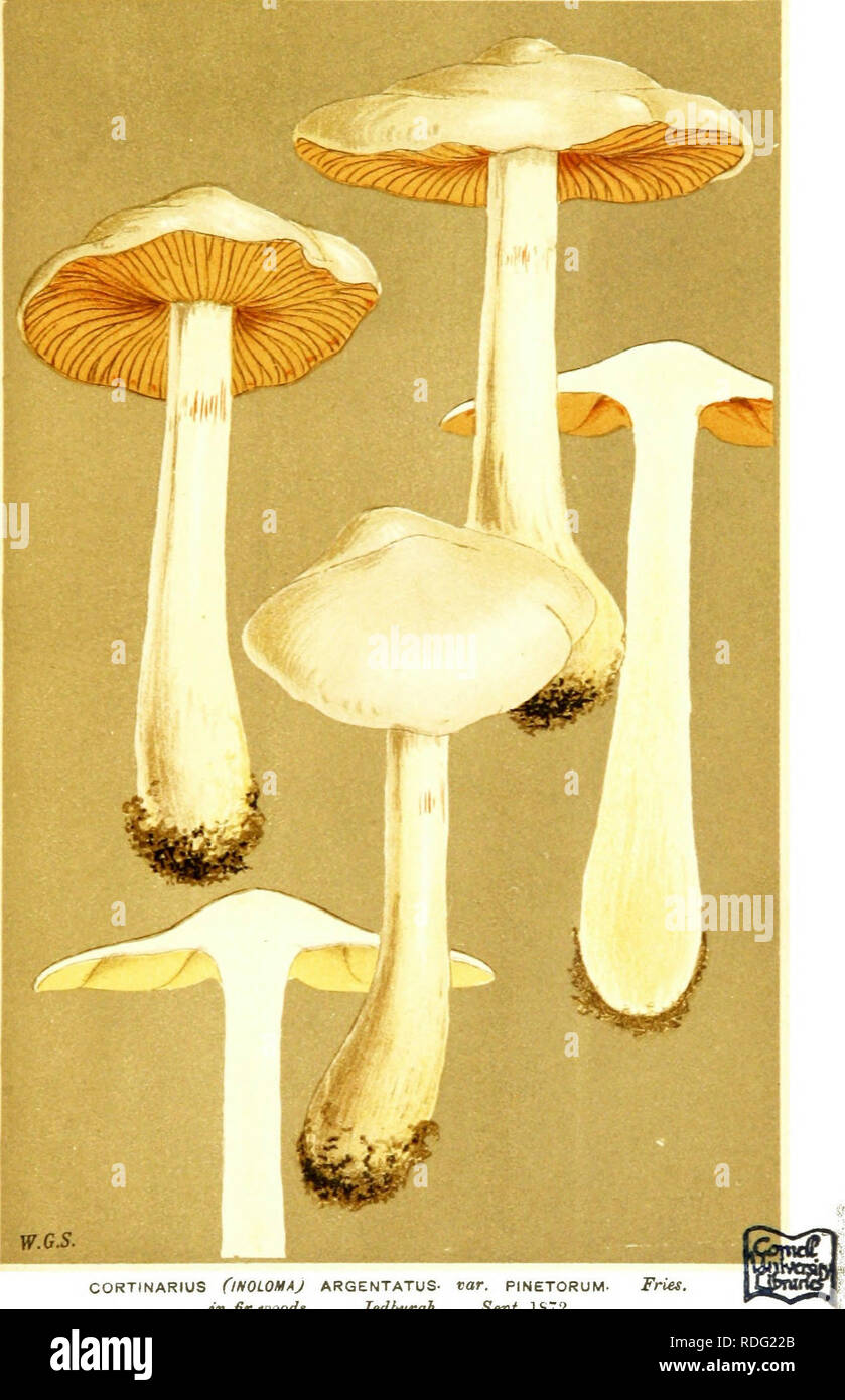 . Illustrations of British Fungi (Hymenomycetes) to serve as an atlas to the &quot;Handbook of British fungi&quot;. Fungi; Botany. CORTINARIUS flMOLOMAJ ARGENTATUS- nar. PINETORUM- Fries, in fir woods. Jedburgh. Sept. 1S72.. Please note that these images are extracted from scanned page images that may have been digitally enhanced for readability - coloration and appearance of these illustrations may not perfectly resemble the original work.. Cooke, M. C. (Mordecai Cubitt), b. 1825; Cooke, M. C. (Mordecai Cubitt), b. 1825. Handbook of British fungi. London, Williams and Norgate Stock Photo
