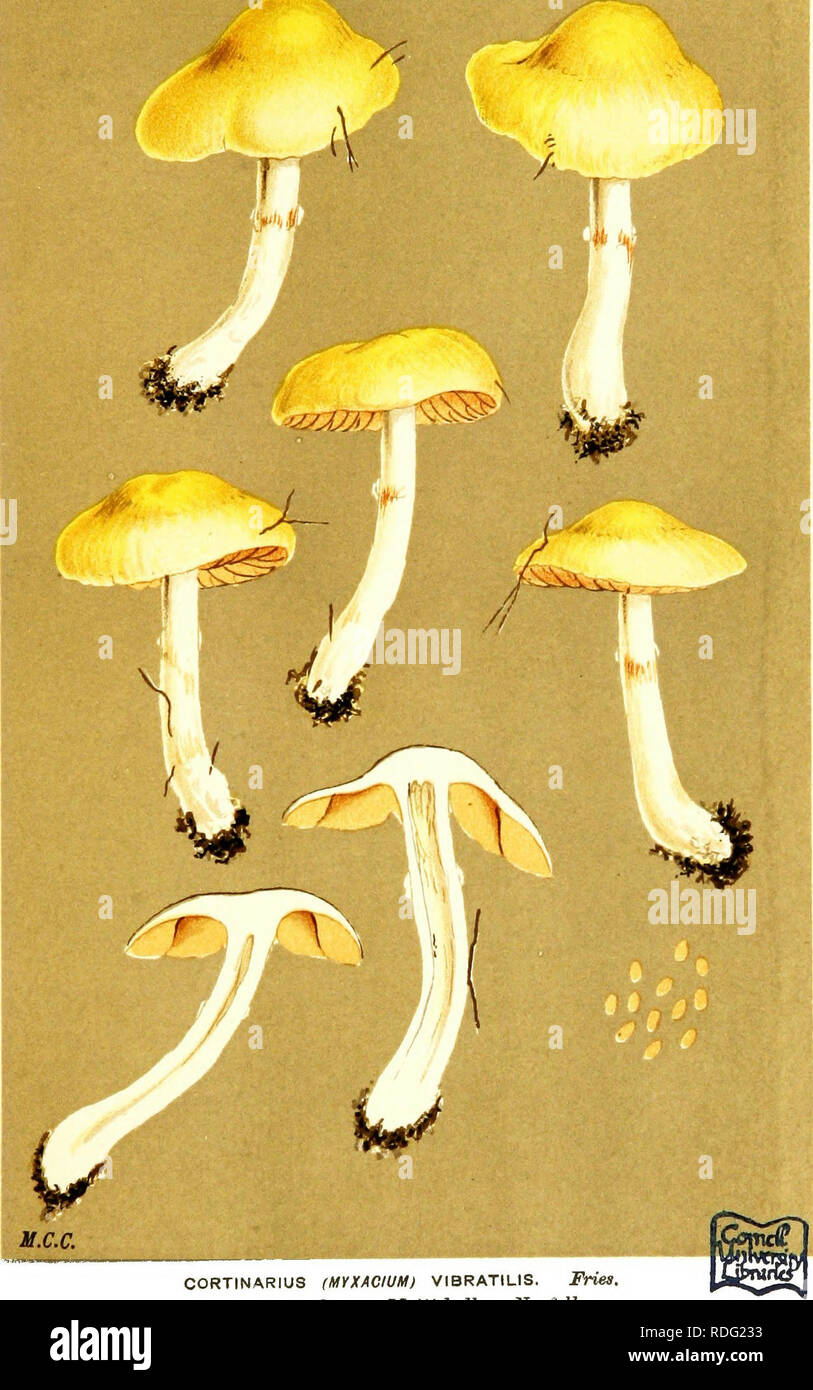 . Illustrations of British Fungi (Hymenomycetes) to serve as an atlas to the &quot;Handbook of British fungi&quot;. Fungi; Botany. IV^ PL. 744. taste acrid.. CORTINARIUS (UyXACIUM) VIBRATILIS. Fries, in woods. Mattishall. Norfolk.. Please note that these images are extracted from scanned page images that may have been digitally enhanced for readability - coloration and appearance of these illustrations may not perfectly resemble the original work.. Cooke, M. C. (Mordecai Cubitt), b. 1825; Cooke, M. C. (Mordecai Cubitt), b. 1825. Handbook of British fungi. London, Williams and Norgate Stock Photo