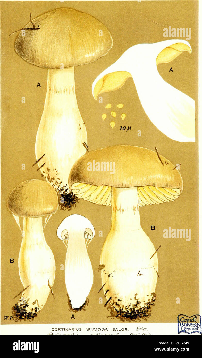 . Illustrations of British Fungi (Hymenomycetes) to serve as an atlas to the &quot;Handbook of British fungi&quot;. Fungi; Botany. 7V 0. CORTINARiUS (MYXACIUM) SALOP. Fries. ^B nhnorwiih J on the gronvi, C&lt;^pf^ Coch.. Please note that these images are extracted from scanned page images that may have been digitally enhanced for readability - coloration and appearance of these illustrations may not perfectly resemble the original work.. Cooke, M. C. (Mordecai Cubitt), b. 1825; Cooke, M. C. (Mordecai Cubitt), b. 1825. Handbook of British fungi. London, Williams and Norgate Stock Photo