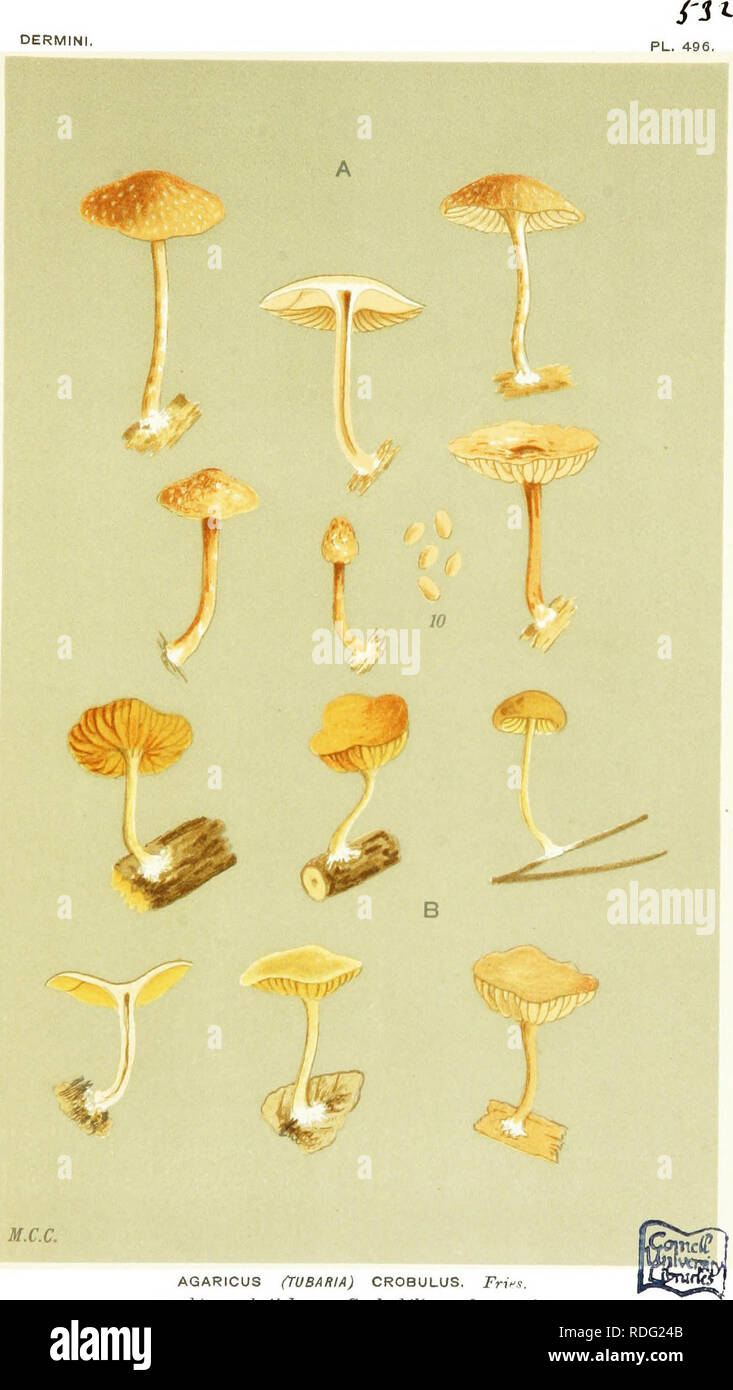. Illustrations of British Fungi (Hymenomycetes) to serve as an atlas to the &quot;Handbook of British fungi&quot;. Fungi; Botany. DERMINI,. AGARICUS (TUBARIA) CROBULUS. Fries. on chips and stichs, Ctedenhill. Sept. 1862.. Please note that these images are extracted from scanned page images that may have been digitally enhanced for readability - coloration and appearance of these illustrations may not perfectly resemble the original work.. Cooke, M. C. (Mordecai Cubitt), b. 1825; Cooke, M. C. (Mordecai Cubitt), b. 1825. Handbook of British fungi. London, Williams and Norgate Stock Photo