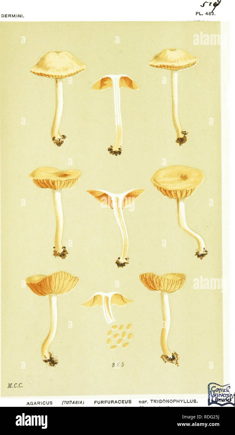 . Illustrations of British Fungi (Hymenomycetes) to serve as an atlas to the &quot;Handbook of British fungi&quot;. Fungi; Botany. OERMINI. AGARICUS (TUBARIA) FURFURACEUS voir. TRIGONOPHYLLUS. amongst grass. Chingford. Nov. 2, 1883.. Please note that these images are extracted from scanned page images that may have been digitally enhanced for readability - coloration and appearance of these illustrations may not perfectly resemble the original work.. Cooke, M. C. (Mordecai Cubitt), b. 1825; Cooke, M. C. (Mordecai Cubitt), b. 1825. Handbook of British fungi. London, Williams and Norgate Stock Photo