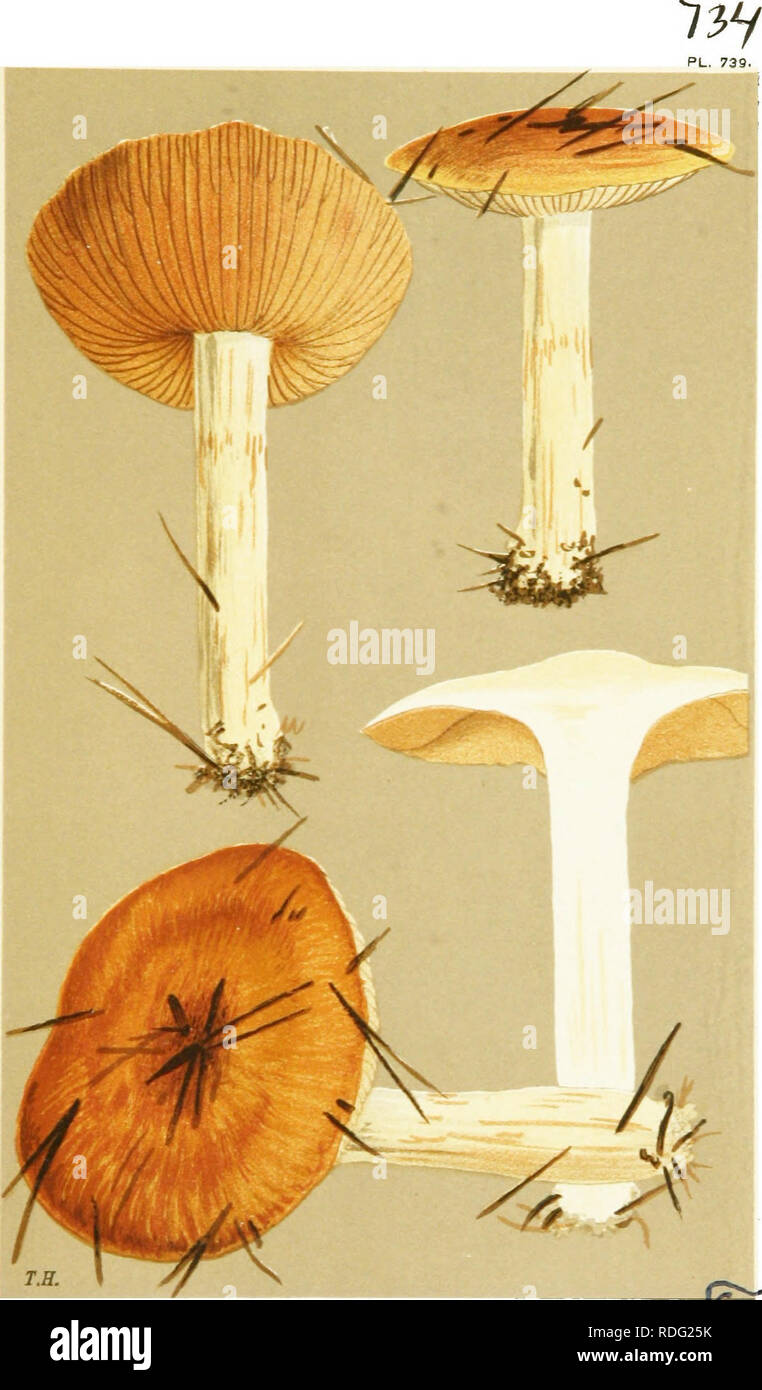 . Illustrations of British Fungi (Hymenomycetes) to serve as an atlas to the &quot;Handbook of British fungi&quot;. Fungi; Botany. CORTINARIUS (MYXACIUM) MUCOSUS. Fries. Amongst fir leavet. Blackheath. m^ trier I. Please note that these images are extracted from scanned page images that may have been digitally enhanced for readability - coloration and appearance of these illustrations may not perfectly resemble the original work.. Cooke, M. C. (Mordecai Cubitt), b. 1825; Cooke, M. C. (Mordecai Cubitt), b. 1825. Handbook of British fungi. London, Williams and Norgate Stock Photo