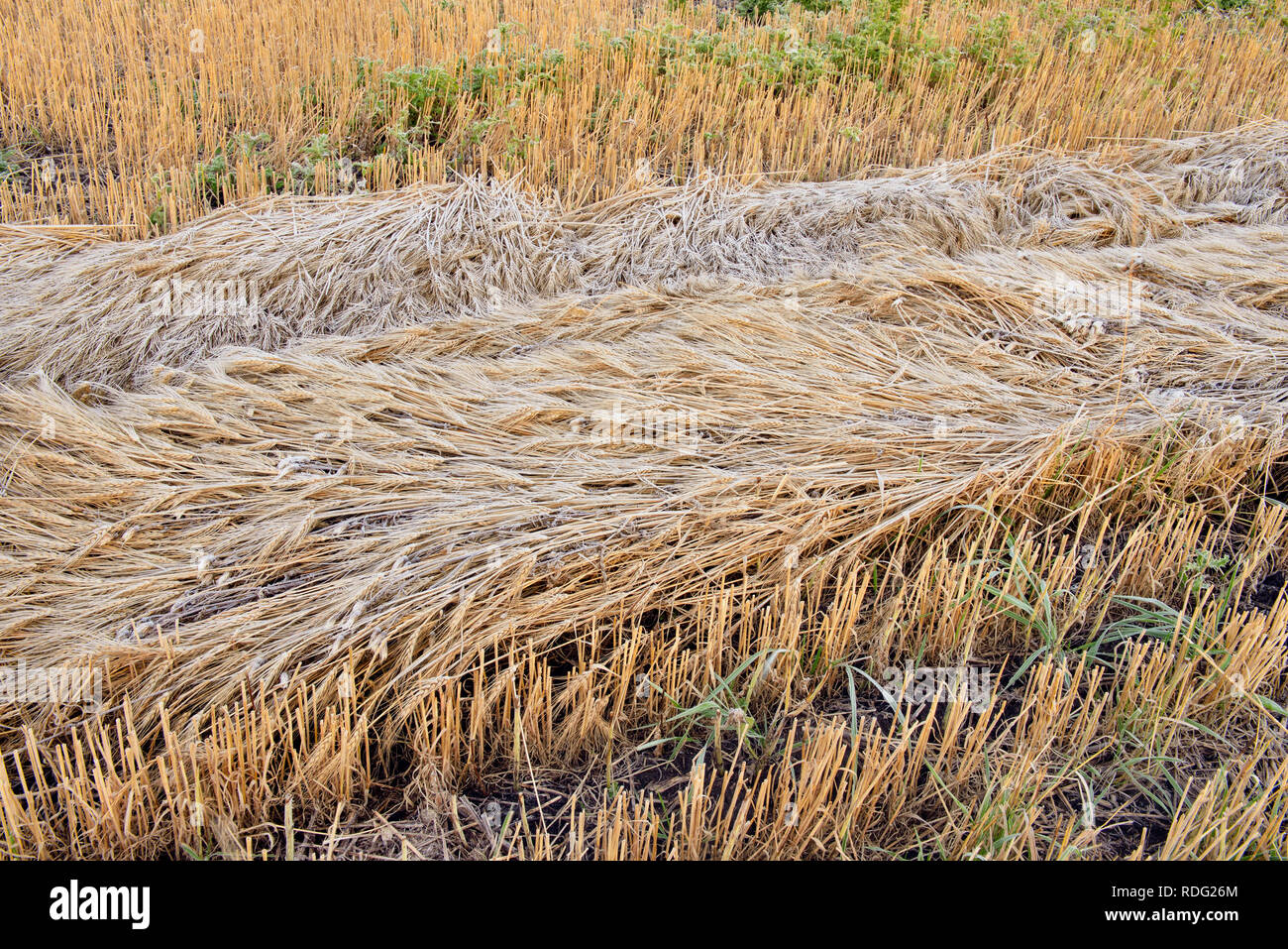 Rows of mown wheat with frost, Waskatenau, Alberta, Canada Stock Photo