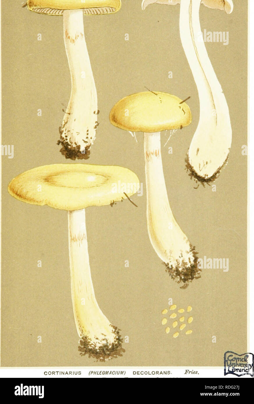 . Illustrations of British Fungi (Hymenomycetes) to serve as an atlas to the &quot;Handbook of British fungi&quot;. Fungi; Botany. CORTINARIUS (PHUGMACWM) DECOLORANS. Fries, under trees. Eppmg Forest. Oct, 1885.. Please note that these images are extracted from scanned page images that may have been digitally enhanced for readability - coloration and appearance of these illustrations may not perfectly resemble the original work.. Cooke, M. C. (Mordecai Cubitt), b. 1825; Cooke, M. C. (Mordecai Cubitt), b. 1825. Handbook of British fungi. London, Williams and Norgate Stock Photo