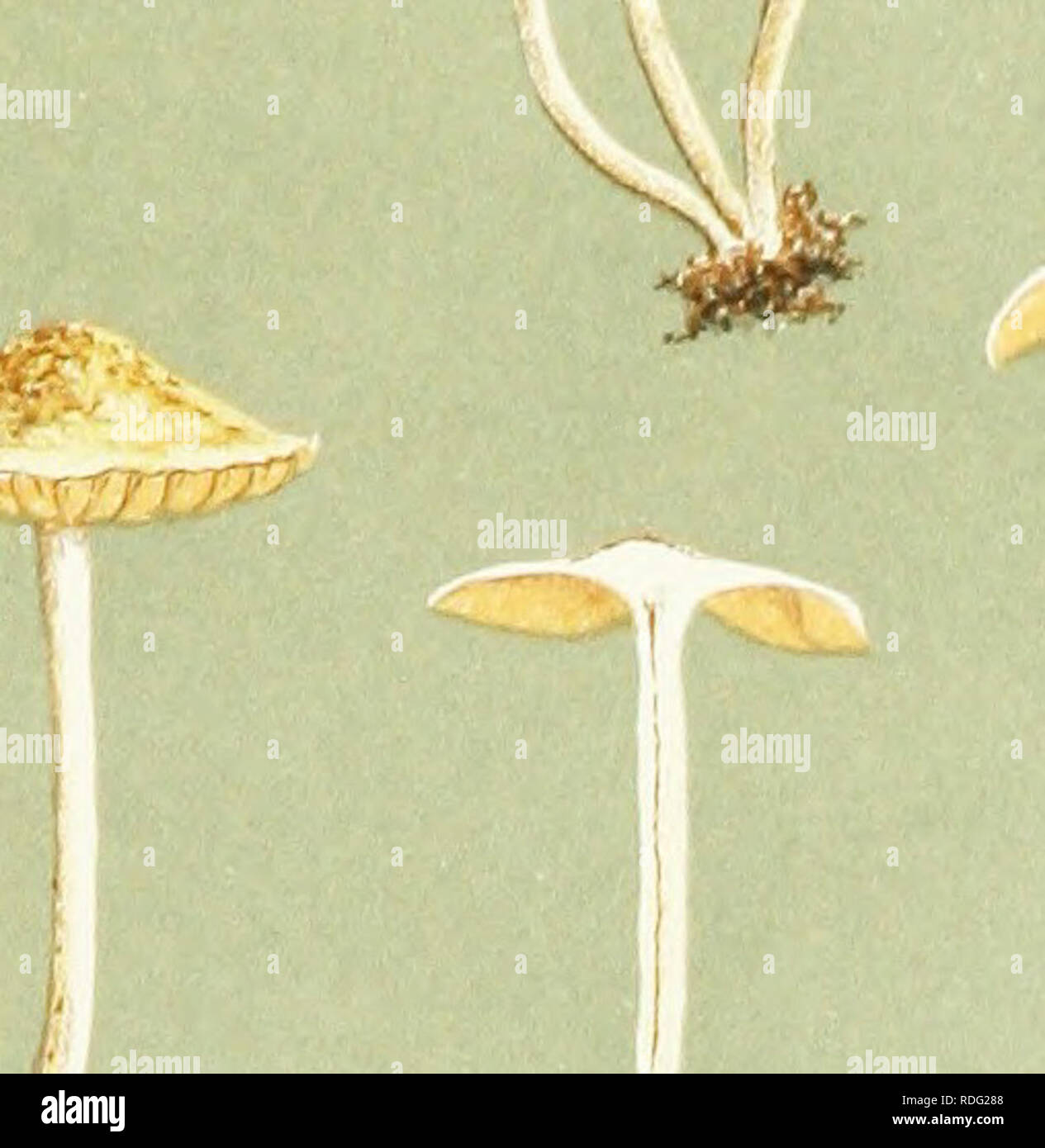 . Illustrations of British Fungi (Hymenomycetes) to serve as an atlas to the &quot;Handbook of British fungi&quot;. Fungi; Botany. AGARICUS (NAUCORIA) CONSPERSUS. Pers. on suiiny slopes, Diatnore. Sept. 1884. B 14 M.C.C. #. ,^--. Please note that these images are extracted from scanned page images that may have been digitally enhanced for readability - coloration and appearance of these illustrations may not perfectly resemble the original work.. Cooke, M. C. (Mordecai Cubitt), b. 1825; Cooke, M. C. (Mordecai Cubitt), b. 1825. Handbook of British fungi. London, Williams and Norgate Stock Photo