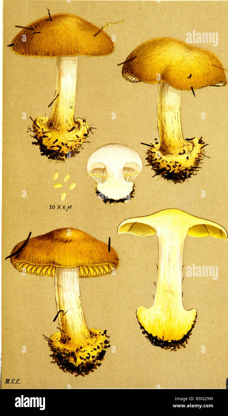 . Illustrations of British Fungi (Hymenomycetes) to serve as an atlas to the &quot;Handbook of British fungi&quot;. Fungi; Botany. 7tL. CORTINARIUS (PHLEGMACIUM) HERPETICUS. Fries. on ihe ground, in woods, near Carlisle. Sept. i887.. Please note that these images are extracted from scanned page images that may have been digitally enhanced for readability - coloration and appearance of these illustrations may not perfectly resemble the original work.. Cooke, M. C. (Mordecai Cubitt), b. 1825; Cooke, M. C. (Mordecai Cubitt), b. 1825. Handbook of British fungi. London, Williams and Norgate Stock Photo
