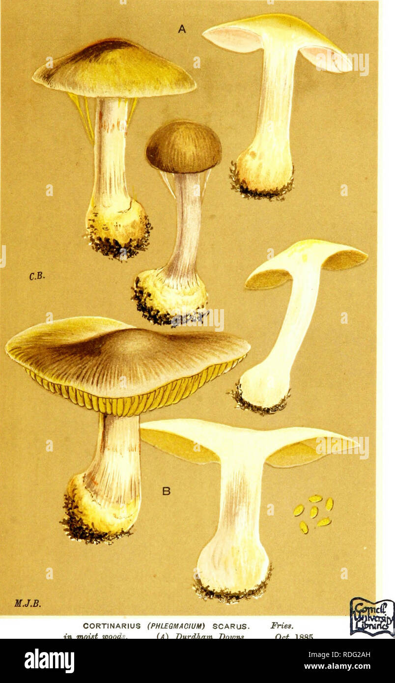 . Illustrations of British Fungi (Hymenomycetes) to serve as an atlas to the &quot;Handbook of British fungi&quot;. Fungi; Botany. CORTINARIUS (PHLEQMACIUM) SCARUS. Fries, in moist woods. {A) Durdham Downs. Oct. 1885.. Please note that these images are extracted from scanned page images that may have been digitally enhanced for readability - coloration and appearance of these illustrations may not perfectly resemble the original work.. Cooke, M. C. (Mordecai Cubitt), b. 1825; Cooke, M. C. (Mordecai Cubitt), b. 1825. Handbook of British fungi. London, Williams and Norgate Stock Photo