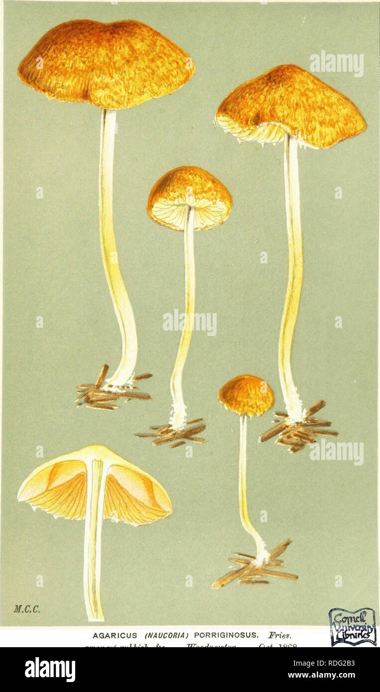 . Illustrations of British Fungi (Hymenomycetes) to serve as an atlas to the &quot;Handbook of British fungi&quot;. Fungi; Botany. ^// DERMINI. PL. 510.. AGARICUS (NAUCORIA) PORRIGINOSUS. Fries, amongst rubbish, ^c. Woodnewton. Oct, 1868.. Please note that these images are extracted from scanned page images that may have been digitally enhanced for readability - coloration and appearance of these illustrations may not perfectly resemble the original work.. Cooke, M. C. (Mordecai Cubitt), b. 1825; Cooke, M. C. (Mordecai Cubitt), b. 1825. Handbook of British fungi. London, Williams and Norgate Stock Photo