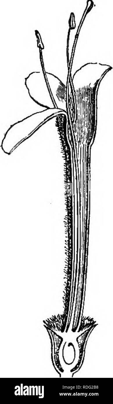. The natural history of plants. Botany. 410. Inflorescence. Fig. 412. Long. sect, of flower. constricted mouth and is surrounded by an involucel quite free or united with a variable extent of its surface, in a single piece, entire or denticulate at the margin, often divided into four lobes of little depth, of which two are lateral, one anterior and one posterior. • Sipsaeus T. Inst. 466, t. 265.—L. Gen. n. 114.—J. Gen. 194.—G^rth. Fruct. ii. 39, t. 86. —Lamk. Diet. i. 622; Suppl. ii. 91 ; III. t. 56. —CouLT. Mem. Dipsao. 21, fig. 2-4.— DO. Prodr. 17. 645.—TuRP. Diet. Sc. Nat. Atl. t. 93.—Bndl Stock Photo