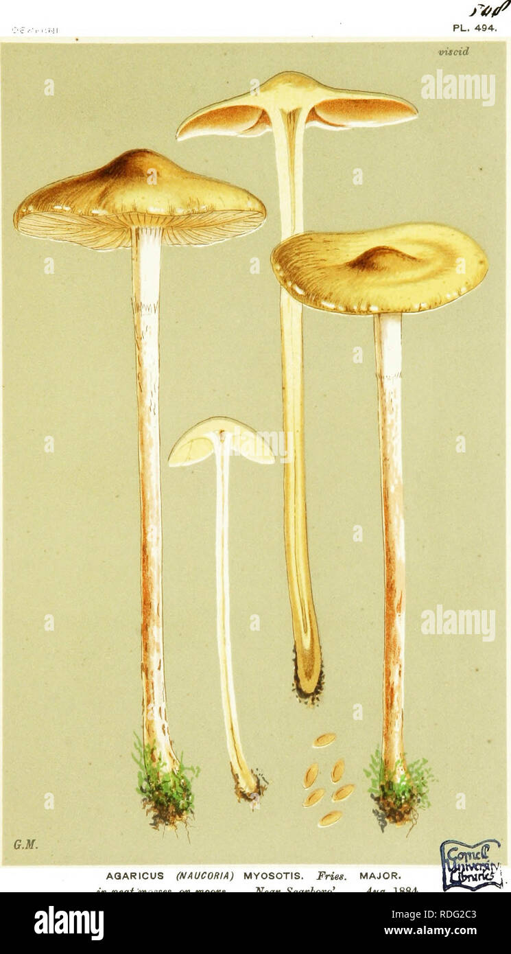 . Illustrations of British Fungi (Hymenomycetes) to serve as an atlas to the &quot;Handbook of British fungi&quot;. Fungi; Botany. AQARICUS (NAUCORIA) MYOSOTIS. Friee. MAJOR. in peat mosses, on moorg. Near Scarboro'. Aug. 1884.. Please note that these images are extracted from scanned page images that may have been digitally enhanced for readability - coloration and appearance of these illustrations may not perfectly resemble the original work.. Cooke, M. C. (Mordecai Cubitt), b. 1825; Cooke, M. C. (Mordecai Cubitt), b. 1825. Handbook of British fungi. London, Williams and Norgate Stock Photo