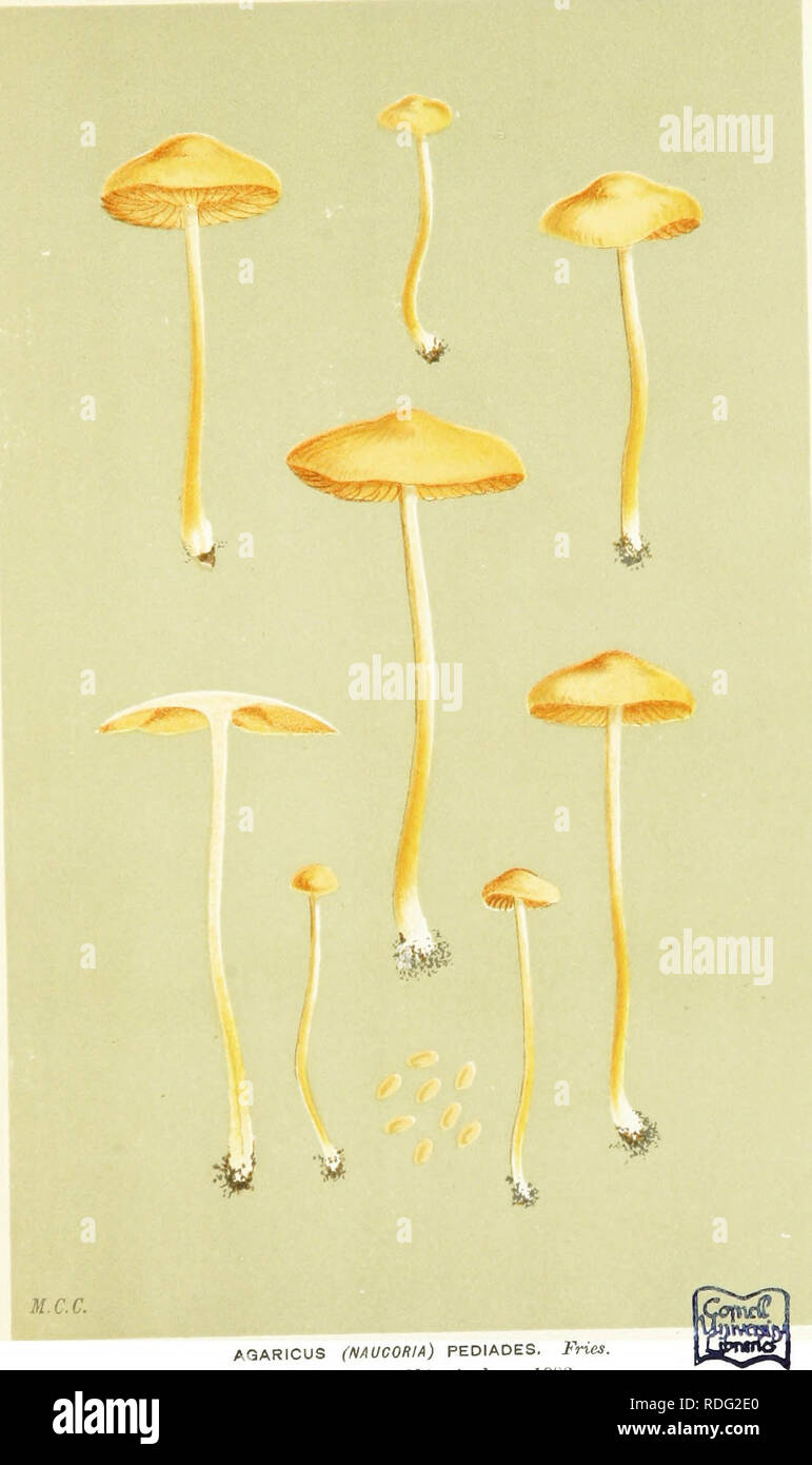 . Illustrations of British Fungi (Hymenomycetes) to serve as an atlas to the &quot;Handbook of British fungi&quot;. Fungi; Botany. PL. 49i2.. AGARICUS (NAUCORIA) PEDIADES, Fries, in pastures. Cldngford. 1883.. Please note that these images are extracted from scanned page images that may have been digitally enhanced for readability - coloration and appearance of these illustrations may not perfectly resemble the original work.. Cooke, M. C. (Mordecai Cubitt), b. 1825; Cooke, M. C. (Mordecai Cubitt), b. 1825. Handbook of British fungi. London, Williams and Norgate Stock Photo