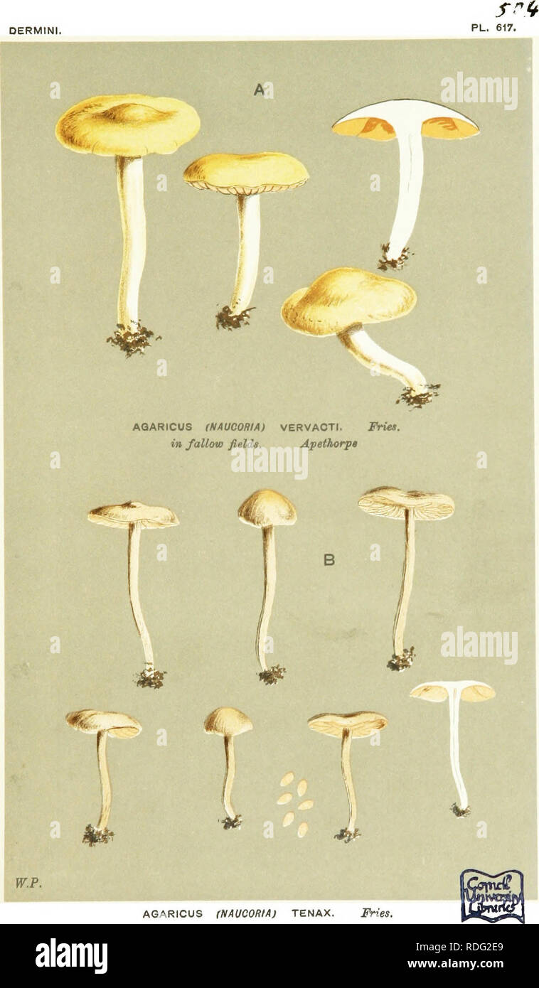 . Illustrations of British Fungi (Hymenomycetes) to serve as an atlas to the &quot;Handbook of British fungi&quot;. Fungi; Botany. DERMINI.. AGARICUS (NAUCOR/AJ TENAX. Fries. Coed Coch. Oct., 1879.. Please note that these images are extracted from scanned page images that may have been digitally enhanced for readability - coloration and appearance of these illustrations may not perfectly resemble the original work.. Cooke, M. C. (Mordecai Cubitt), b. 1825; Cooke, M. C. (Mordecai Cubitt), b. 1825. Handbook of British fungi. London, Williams and Norgate Stock Photo
