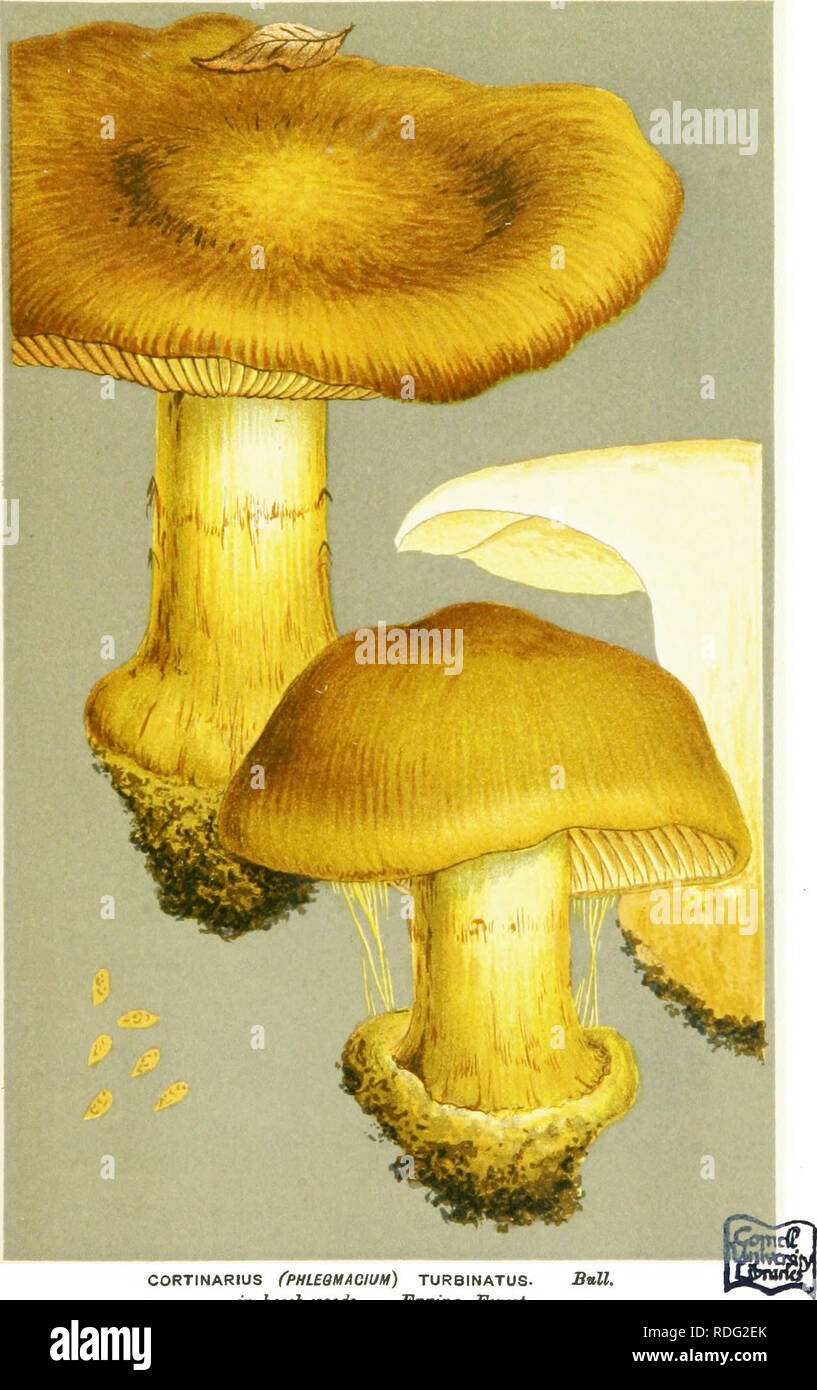 . Illustrations of British Fungi (Hymenomycetes) to serve as an atlas to the &quot;Handbook of British fungi&quot;. Fungi; Botany. 7/7 PL, 714.. CORTINARIUS (PHLEOMACIUM) TURBINATUS. Ml beeeh woods. Uppimg Forest.. Please note that these images are extracted from scanned page images that may have been digitally enhanced for readability - coloration and appearance of these illustrations may not perfectly resemble the original work.. Cooke, M. C. (Mordecai Cubitt), b. 1825; Cooke, M. C. (Mordecai Cubitt), b. 1825. Handbook of British fungi. London, Williams and Norgate Stock Photo