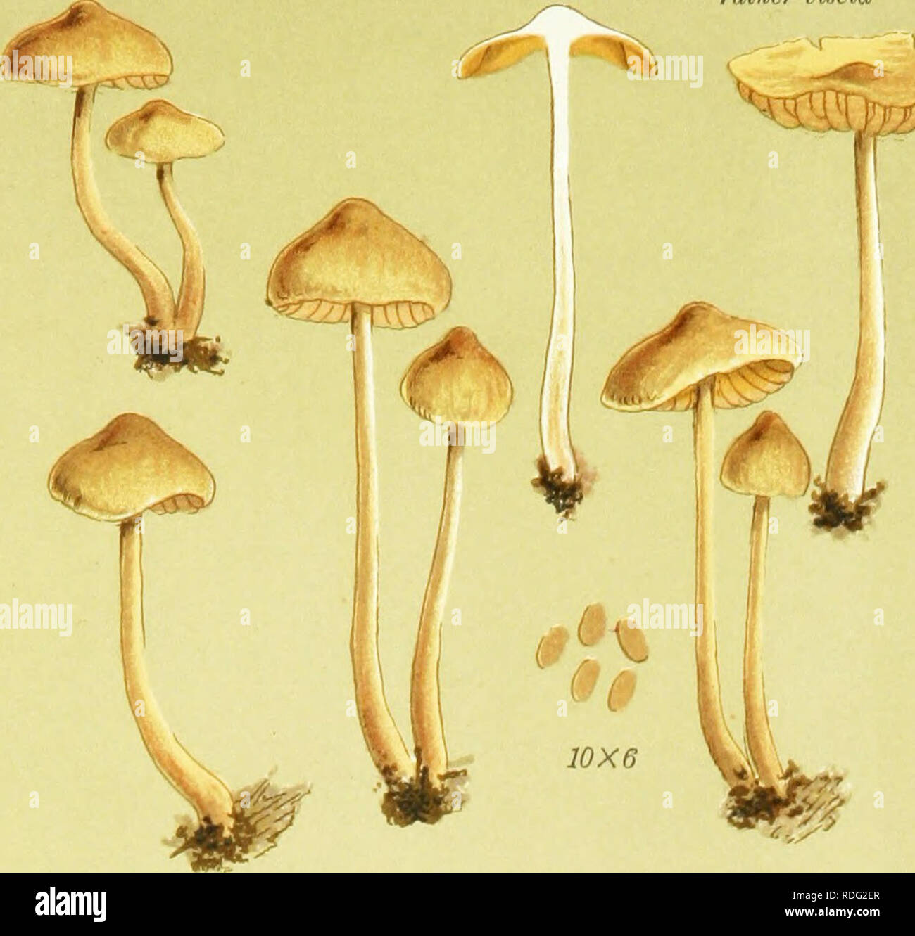 . Illustrations of British Fungi (Hymenomycetes) to serve as an atlas to the &quot;Handbook of British fungi&quot;. Fungi; Botany. PL. 458 rather viscid. AGARICUS (IHAUCORIA) SIDEROIDES. Bull, on trunks and chips. l)orlcing. Jk^' ^ â % mMfi =^ -M M.C.C. AGARICUS (NAUCORIA) TRISCOPUS. Fries, on old timber in a cellar. Kilhnrn. 1882.. Please note that these images are extracted from scanned page images that may have been digitally enhanced for readability - coloration and appearance of these illustrations may not perfectly resemble the original work.. Cooke, M. C. (Mordecai Cubitt), b. 1825; Coo Stock Photo