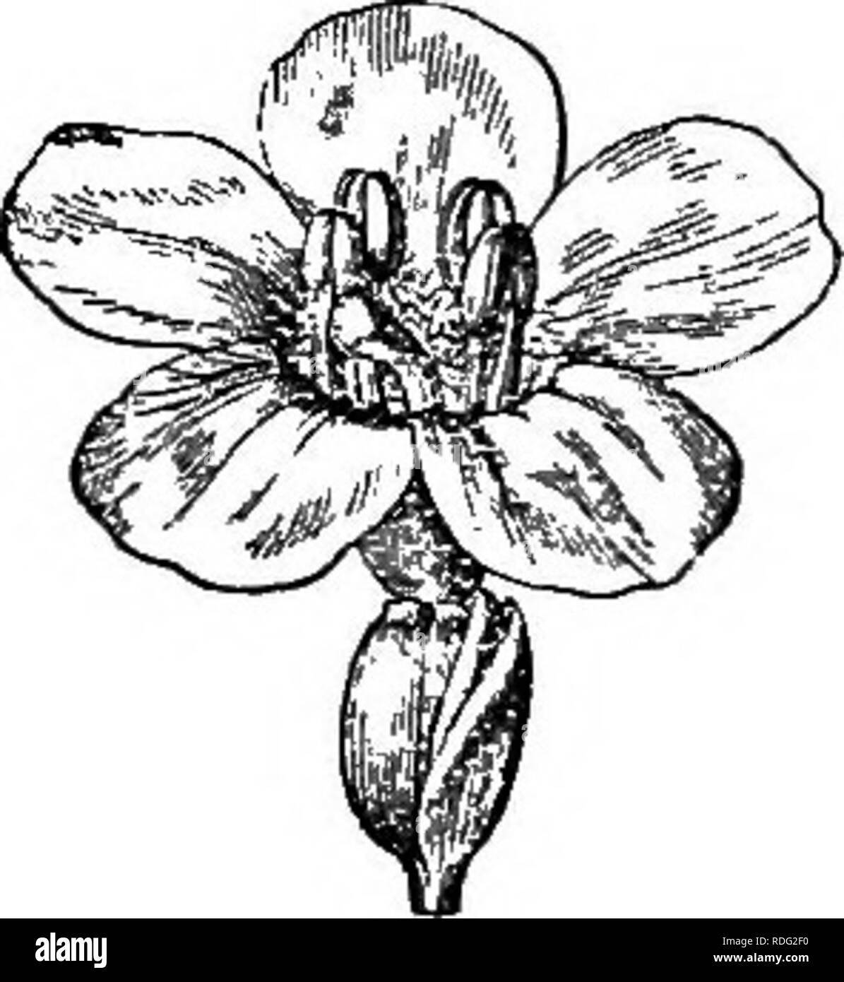 . The natural history of plants. Botany. 505 NATURAL HISTORY OF PLANTS. Patrinia intermedia.. Fig. 400. Flower (f). limb of variable form. The attenuated summit of the stem or of some of its divisions is terminated by a floral group i resembling a capitule but in reaUty formed of compound cymes with short .pedicels and free or slightly connate bracts.^ Beside Nardostachys is placed Patrinia (fig. 400), perennial herba of central and eastern Asia, having flowers with a corolla somewhat less irregular, four stamens, a short calycinal collarette, entire or very shghtly dentate, oblique or unequal Stock Photo