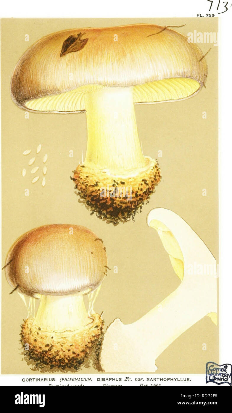 . Illustrations of British Fungi (Hymenomycetes) to serve as an atlas to the &quot;Handbook of British fungi&quot;. Fungi; Botany. CORTINARIUS (PHUGMACIUMj DIBAPHUS Fr. var. XANTHOPHYLLUS. In mixed woods, Dinmore. Oct. 1885.. Please note that these images are extracted from scanned page images that may have been digitally enhanced for readability - coloration and appearance of these illustrations may not perfectly resemble the original work.. Cooke, M. C. (Mordecai Cubitt), b. 1825; Cooke, M. C. (Mordecai Cubitt), b. 1825. Handbook of British fungi. London, Williams and Norgate Stock Photo