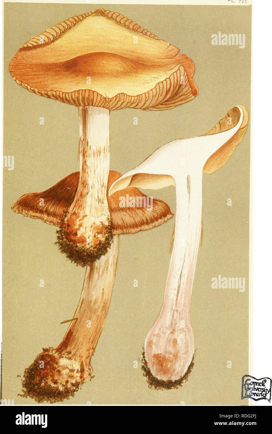 . Illustrations of British Fungi (Hymenomycetes) to serve as an atlas to the &quot;Handbook of British fungi&quot;. Fungi; Botany. 7/^- PL. 726. CORTINARIUS (PHLEGMACIUM) PURPURASCENS. var SUBPURPURASCENS. Fries omongH beech leaves. Mnnk's Wood^ Eppiiig, Oct. 1883.. Please note that these images are extracted from scanned page images that may have been digitally enhanced for readability - coloration and appearance of these illustrations may not perfectly resemble the original work.. Cooke, M. C. (Mordecai Cubitt), b. 1825; Cooke, M. C. (Mordecai Cubitt), b. 1825. Handbook of British fungi. Lon Stock Photo