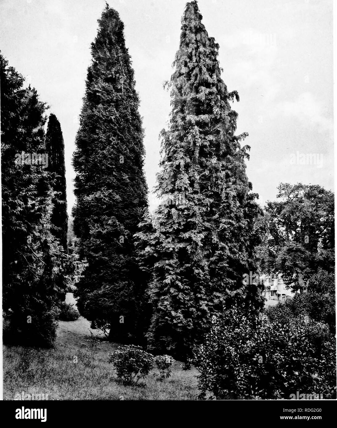 . The trees of Great Britain &amp; Ireland. Trees; Trees. I. LAWSON CYPRESS AT KILLERTON Plate 309.. Please note that these images are extracted from scanned page images that may have been digitally enhanced for readability - coloration and appearance of these illustrations may not perfectly resemble the original work.. Elwes, Henry John, 1846-1922; Henry, Augustine, 1857-1930. Edinburgh, Priv. Print. Stock Photo