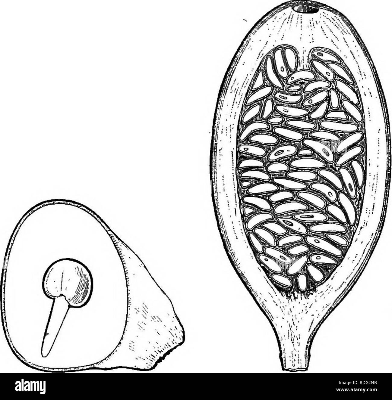 . The natural history of plants. Botany. Fig. 299. Fruit. Fig. 301. Long. sect, of seed. Fig. 300. Long. sect, of fruit. intrapetiolar stipules generally fall early. The ovarian cells are two in number, complete or incomplete in the same species; and this latter alternative is the more remarkable as the presence of these incomplete cells, corresponding to that of the parietal placentas, is the only character distinguishing from the true Randias, Gardenia^ (fig. 297-301), beautiful plants from the tropical regions of the old world, and especially Rothmannia,&quot; whose large and showy flowers' Stock Photo