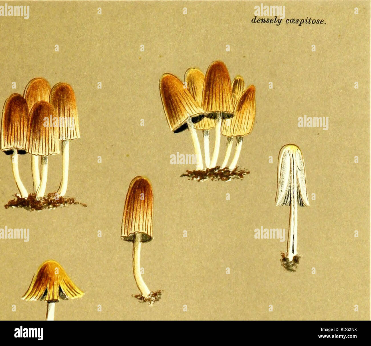 . Illustrations of British Fungi (Hymenomycetes) to serve as an atlas to the &quot;Handbook of British fungi&quot;. Fungi; Botany. PELLICULOSI. iim^ r Uy PL. 679.. ^/)i ^Hr'^ M.C.C. COPRINUS CONGREGATUS. Sulliord. y roadsides. LougMon. Oct., 1884.. Please note that these images are extracted from scanned page images that may have been digitally enhanced for readability - coloration and appearance of these illustrations may not perfectly resemble the original work.. Cooke, M. C. (Mordecai Cubitt), b. 1825; Cooke, M. C. (Mordecai Cubitt), b. 1825. Handbook of British fungi. London, Williams an Stock Photo